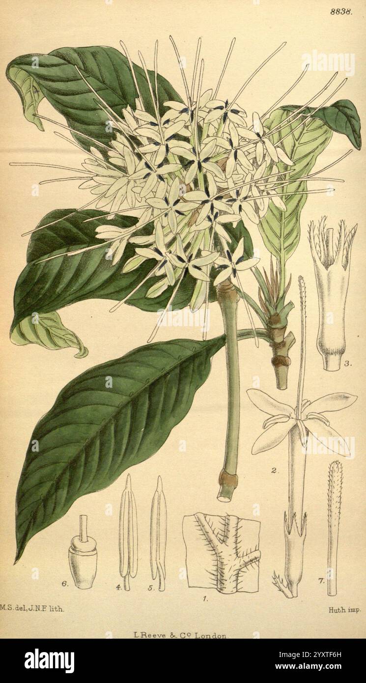 Curtis's Botanical Magazine London New York Botanical illustration botanique périodiques œuvres picturales plantes ornementales Curtis Pavetta Abyssinica taxonomie : Family= Rubiaceae East Tropical Africa Matilda Smith Women in Science, cette illustration représente un amas de délicates fleurs blanches sur une tige, entourées de grandes feuilles vertes brillantes. Les fleurs présentent de minces pétales allongés qui rayonnent vers l'extérieur, donnant à l'arrangement un aspect étoilé. Parallèlement à la représentation florale, des dessins détaillés mettent en évidence différentes parties de la plante, y compris les bourgeons, les étamines et une coupe transversale de la plante Banque D'Images