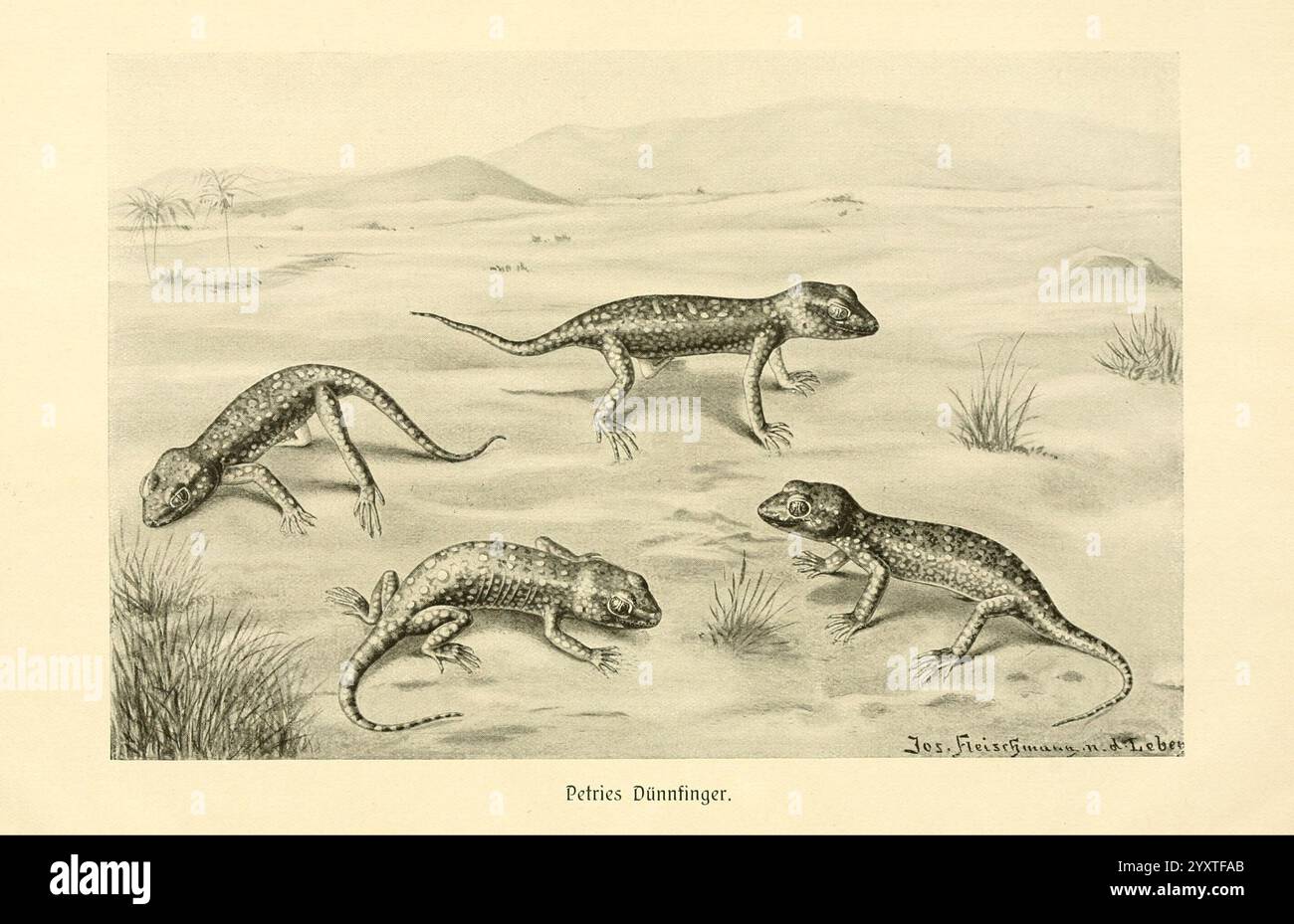 Brehm's Tierleben, Leipzig, Bibliographisches Institut, 1911-19, Zoologie, comportement animal, l'illustration présente plusieurs représentations détaillées de lézards dans diverses poses, mettant en valeur leurs caractéristiques et textures distinctives. Chaque lézard est minutieusement dessiné, mettant en évidence leurs motifs et échelles uniques. L'environnement environnant comprend un feuillage clairsemé, contribuant à un cadre naturaliste. La composition permet une vision claire de l’anatomie des lézards, ce qui en fait une étude captivante de ces reptiles en mouvement. Banque D'Images