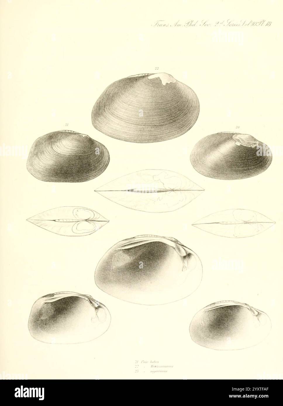 Transactions de l'American Philosophical Society, Philadelphie, science, sociétés, etc., cette composition présente une série de représentations illustrées de coquilles, mettant en valeur diverses formes et tailles de mollusques bivalves. Chaque coquille est méticuleusement rendue, mettant en évidence des caractéristiques distinctes telles que la courbure, le contour et la texture. Les illustrations sont étiquetées avec des numéros, indiquant différentes espèces ou variétés, fournissant une référence informative pour l'identification. L'arrangement global démontre la diversité dans la morphologie de ces organismes marins, avec quelques coquillages exposés Banque D'Images