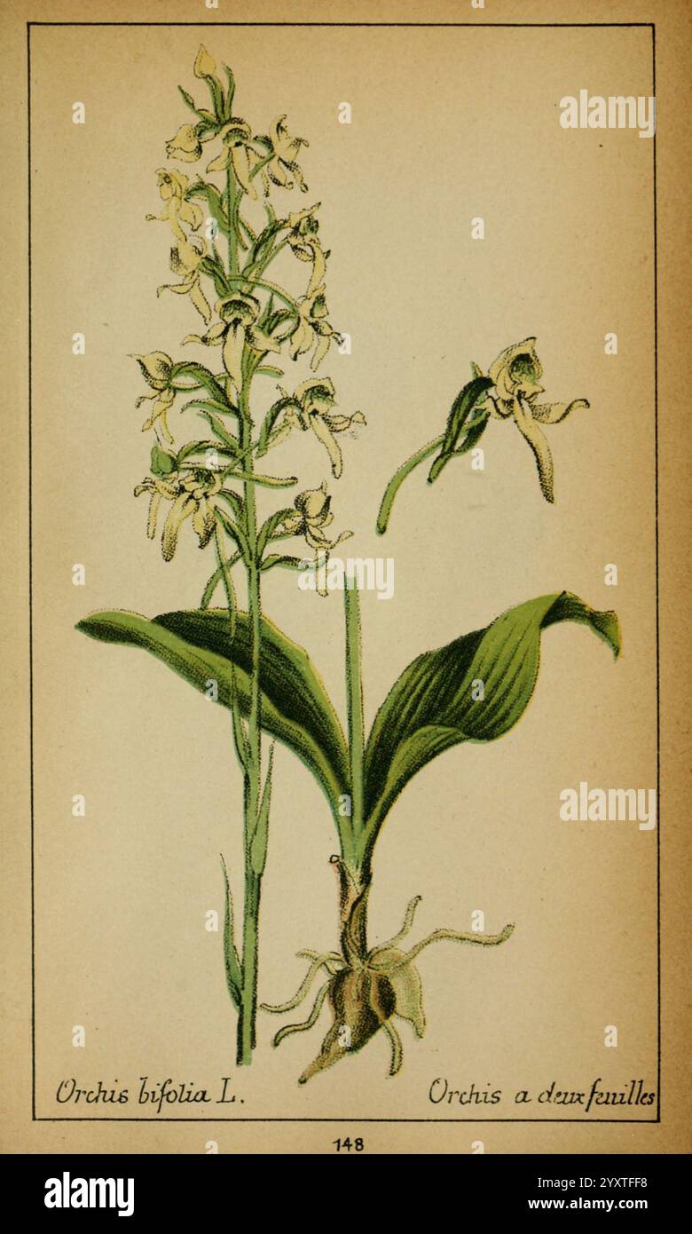 Choix de plantes de l'Europe centrale et particulièrement de la Suisse et de la Savoie Genève, F. Richard, 1878, Europe, Central, œuvres picturales, plantes, Savoie, France, Italie, Suisse, le jardin botanique de New York, Platanthera bifolia, Une illustration botanique de l'Orchis bifolia, communément connue sous le nom d'orchidée violette précoce. Le dessin met en valeur la grande pointe fleurie de la plante ornée de multiples fleurs délicates et pâles de lavande, chacune présentant une forme distincte avec un labellum proéminent. Sous les fleurs, des feuilles vertes luxuriantes émergent, affichant une forme large et lancéolée qui ajoute à la Banque D'Images