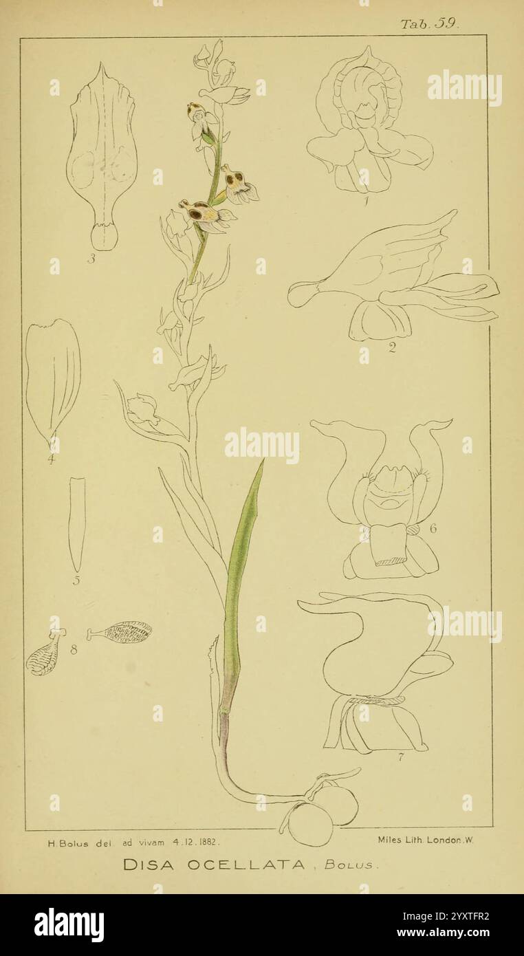 Icones orchidearum austro-africanarum extra-tropicarum, Londres, W. Wesley, 1896-1913, orchidacées, œuvres picturales, Afrique du Sud, Harry Bolus, Disa ocellata, illustration botanique mettant en valeur **Disa ocellata**, une espèce d'orchidée. La tige principale présente des feuilles allongées et des fleurs délicates, qui sont représentées à différents stades de détail. Autour de l'image centrale se trouvent diverses études de la structure de la fleur, y compris des gros plans de pétales individuels et de parties reproductrices, mettant en évidence leurs formes uniques et leurs conceptions complexes. Le dessin souligne l'élégance et la complexité de ce o Banque D'Images