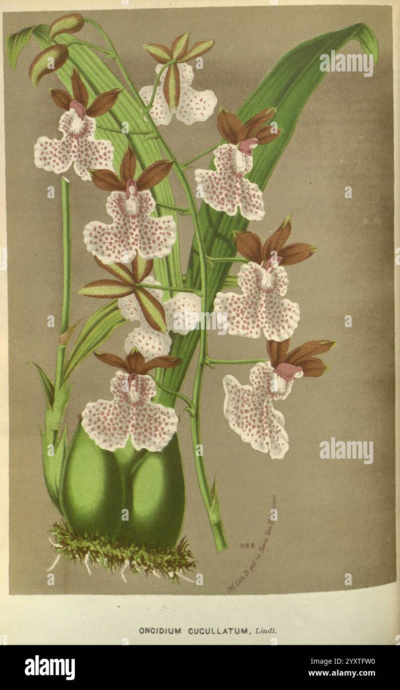 Flore des serres et des jardins de l'Europe A Gand, chez Louis van Houtte, éditeur 1845-1880, l'illustration présente un arrangement élégant d'Oncidium cucullatum, une variété d'orchidées frappante connue pour ses belles fleurs. La plante présente plusieurs fleurs complexes, caractérisées par leurs pétales délicats, qui affichent une combinaison de teintes blanches et violettes claires ornées de taches sombres. Ces fleurs émergent de tiges minces, soutenues par des feuilles vertes luxuriantes qui fournissent une toile de fond vibrante. La composition met en évidence la morphologie unique de l'orchidée, attirant l'attention sur son bea naturel Banque D'Images