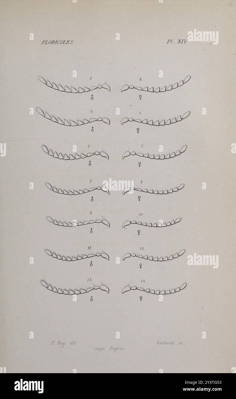 Annales de la Société linnéenne de Lyon, Lyon, Société linnéenne de Lyon, histoire naturelle, périodiques, cette illustration présente une série de dessins au trait complexes représentant une variété de formes courbes et spiralées. Chaque élément est étiqueté avec un numéro, indiquant une séquence ou une classification de ces formes. Les dessins semblent mettre en valeur différentes étapes ou variations de la même forme de base, mettant en évidence les différences subtiles de courbure et de style. La composition globale est organisée de manière systématique, ce qui la rend adaptée à des fins éducatives ou à l'étude scientifique. Banque D'Images