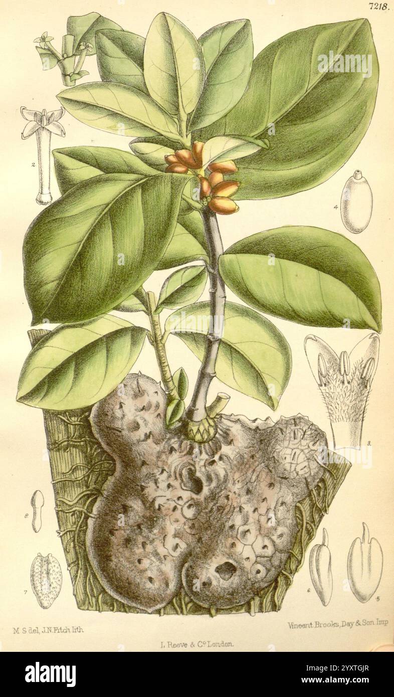 Curtis's Botanical Magazine, Londres, New York, illustration botanique, botanique, périodiques, œuvres picturales, plantes ornementales, Matilda Smith, femmes dans la science, L'illustration présente une représentation détaillée d'une plante avec un feuillage distinctif et une structure racinaire unique ressemblant à un tubercule. Des feuilles vertes proéminentes émergent d'une tige centrale, présentant une gamme de nuances qui suggèrent la luxuriante et la vitalité. La plante porte des grappes de petites fleurs, indicatives de ses stades de reproduction. Banque D'Images