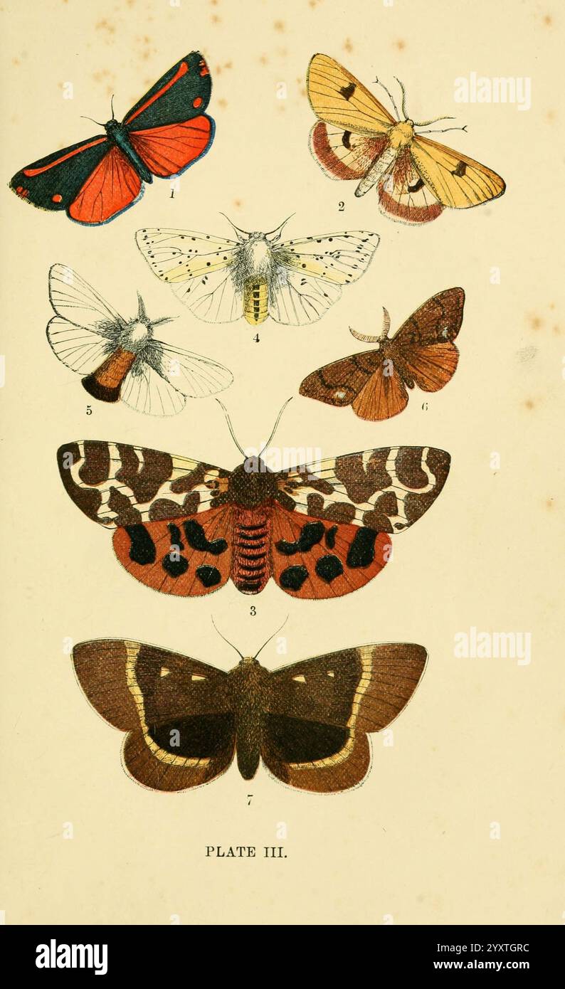 The common of England Glasgow, Manchester, and New York, George Routledge and sons, [1870], Angleterre, œuvres picturales, Euchelia jacobeae, Euthemonia russula, Chelonia caja, Spilosoma menthastri, Liparis chrysorrhoea, Orgyia antiqua, Lasiocampa quercus, teigne du cinabre, buff nuageux, teigne du tigre, grosse hermine, papillon à queue brune, vaporisateur, oeuf de chêne., Une collection de papillons et de papillons de nuit richement illustrés, présentant une variété d'espèces. La rangée supérieure présente un papillon rouge et noir frappant, ainsi que plusieurs autres affichant des motifs délicats et des couleurs douces. La section centrale comprend Banque D'Images