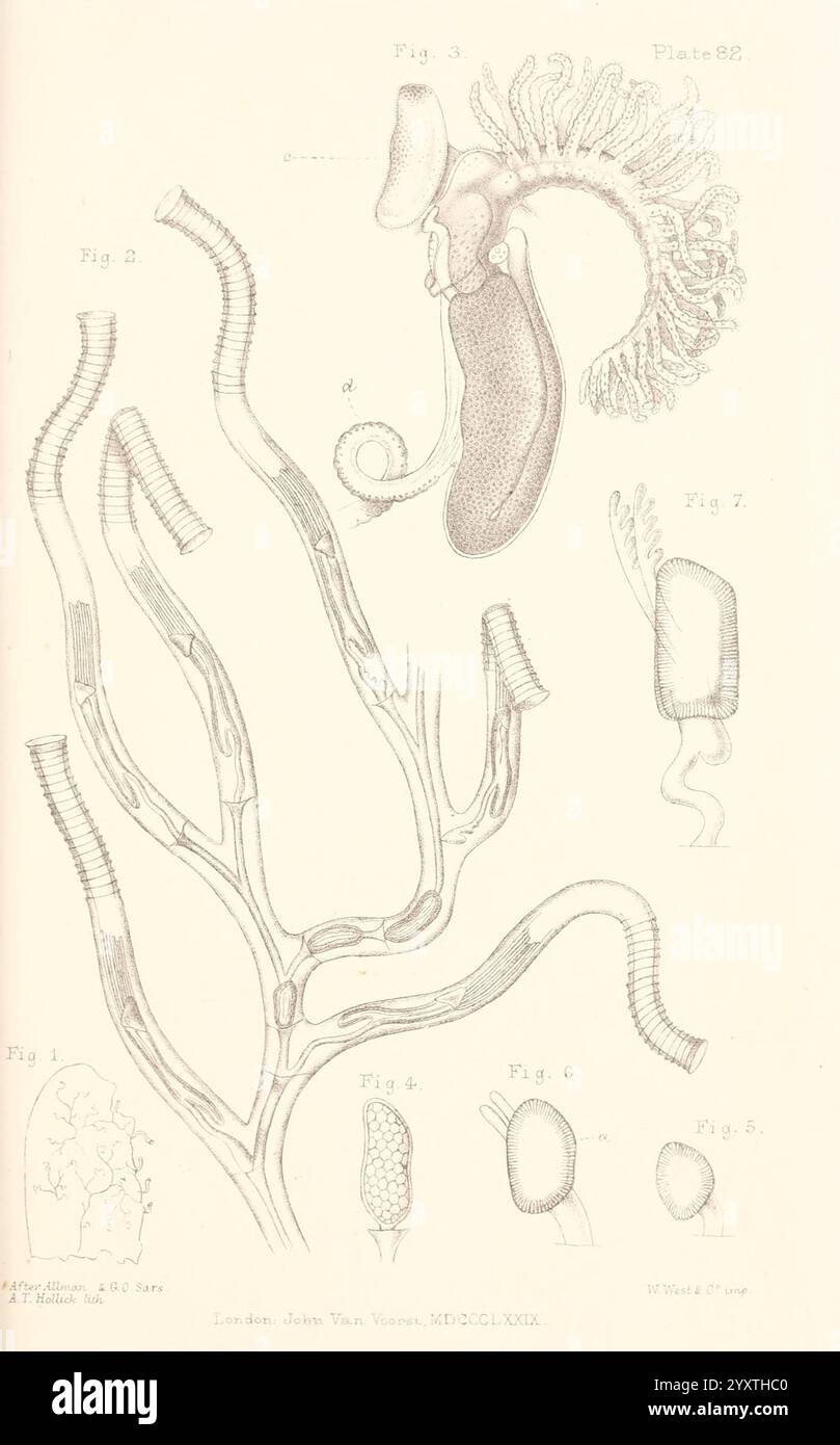 A history of the British marine Polyzoa, London, J. Van Voorst, 1880, Bryozoa, cette illustration présente une gamme de formes et de structures biologiques complexes, représentant probablement divers spécimens anatomiques ou botaniques. La partie supérieure présente un organisme complexe avec des appendices allongés et une base bulbeuse, suggérant une étude détaillée de sa morphologie. Il est entouré de plusieurs figures plus petites, chacune étiquetée avec des identifiants, illustrant des caractéristiques distinctives ou différents stades de développement. La partie inférieure présente une structure ramifiée rappelant la vie végétale, avec des détails illustratifs Banque D'Images