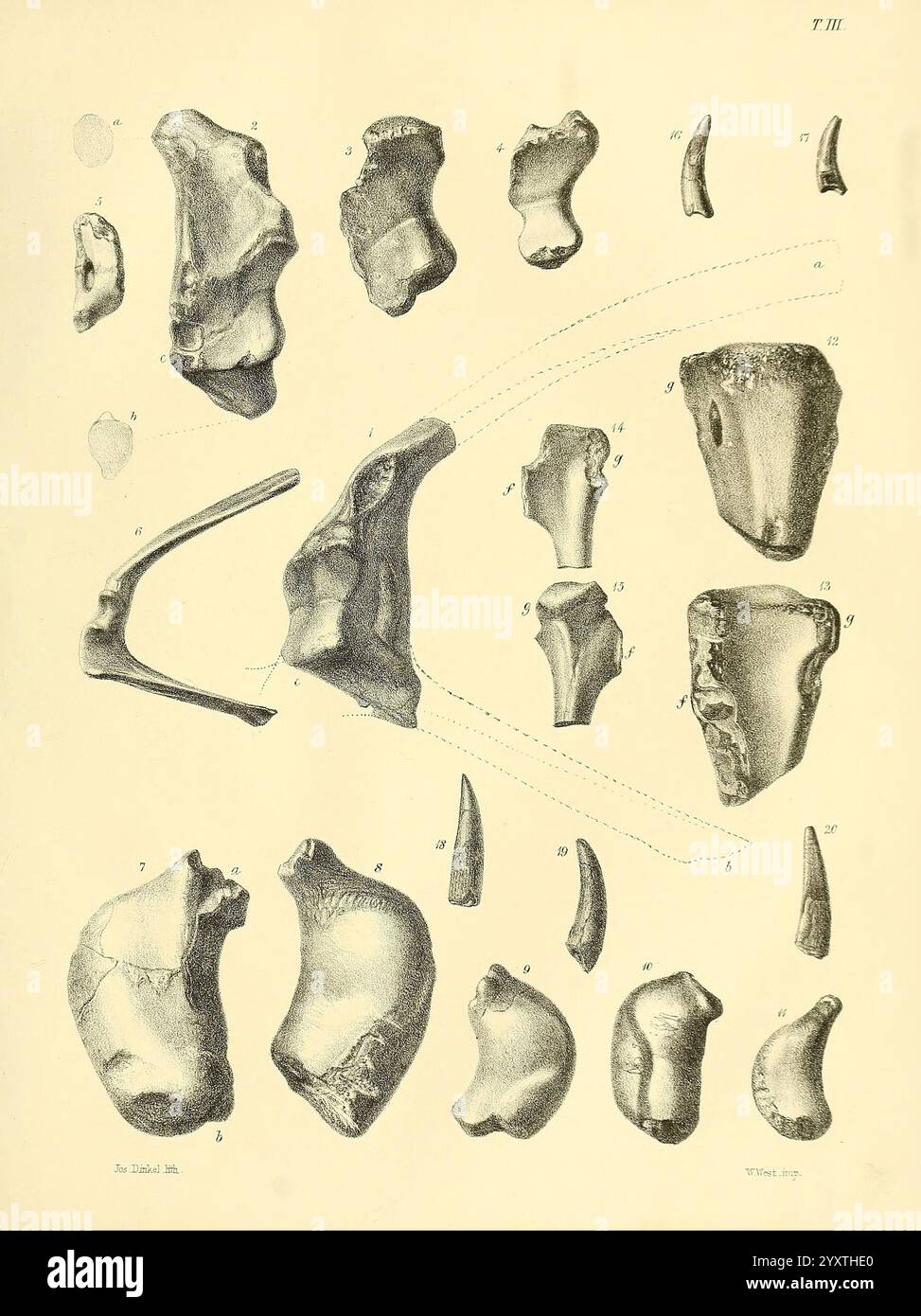 Une monographie sur les reptiles fossiles des formations du Crétacé, Londres, imprimée pour la Palæontographical Society, 1851-64, Grande-Bretagne, paléontologie, Crétacé, fossiles de reptiles, histoires de fossiles, cette illustration présente une collection de divers os et dents fossilisés, méticuleusement arrangés pour l'étude. Chaque échantillon est étiqueté avec un numéro, ce qui permet une identification et une référence faciles. Les formes et les tailles des fossiles varient, mettant en valeur une gamme de caractéristiques anatomiques qui pourraient appartenir à des espèces anciennes. L'image souligne les détails complexes des textures et des structures de th Banque D'Images