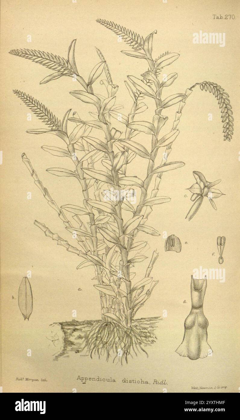 Journal of Botany, British and Foreign, Londres, Robert Hardwicke, 1863-1942, botanique, Grande-Bretagne, périodiques, plantes, cette illustration présente une représentation botanique détaillée de l'espèce végétale *Apperpendiculaire disticha*, communément appelée type d'orchidée. Le dessin met en valeur ses tiges allongées, qui portent des feuilles étroites en forme de lance. Les épis floraux sont mis en évidence, avec des structures florales distinctes disposées de manière à souligner leur forme complexe. Autour de la plante principale, des détails anatomiques sont étiquetés, y compris des parties de la fleur (a, b et c) et un profil latéral de la pla Banque D'Images
