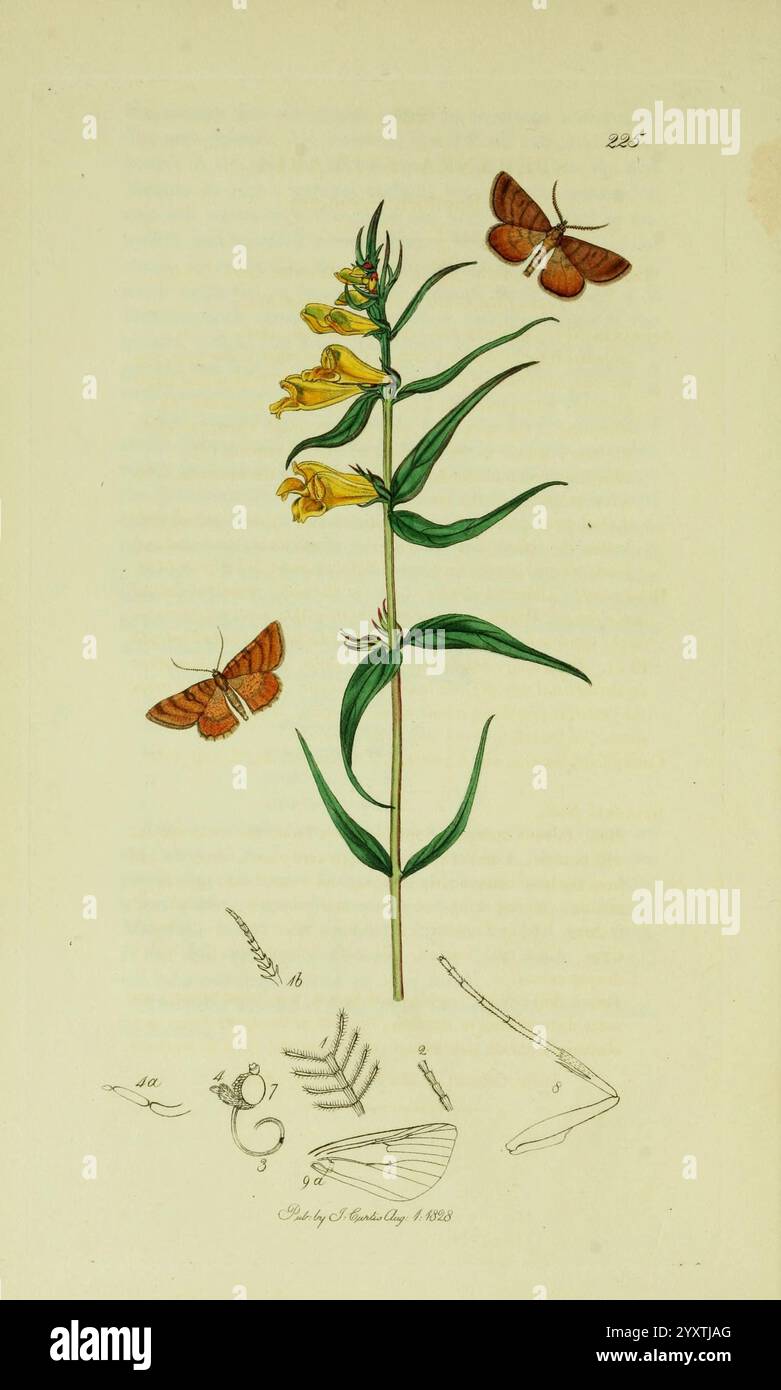Entomologie britannique, Londres, imprimé pour l'auteur 1823-1840 [i.e. 1840], botanique, Grande-Bretagne, insectes, œuvres picturales., une illustration botanique présente une plante à fleurs haute et élancée avec des fleurs jaunes vibrantes disposées le long de la tige, surmontée d'un amas de cinq fleurs. Autour de la plante se trouvent plusieurs papillons, affichés dans différentes positions, mettant en valeur leurs motifs et couleurs complexes d'ailes, certains avec des nuances riches et chaudes d'orange et de brun. Sous la plante, une série de croquis détaillés représentent diverses parties anatomiques, potentiellement liées à la plante ou aux papillons, y compris Banque D'Images