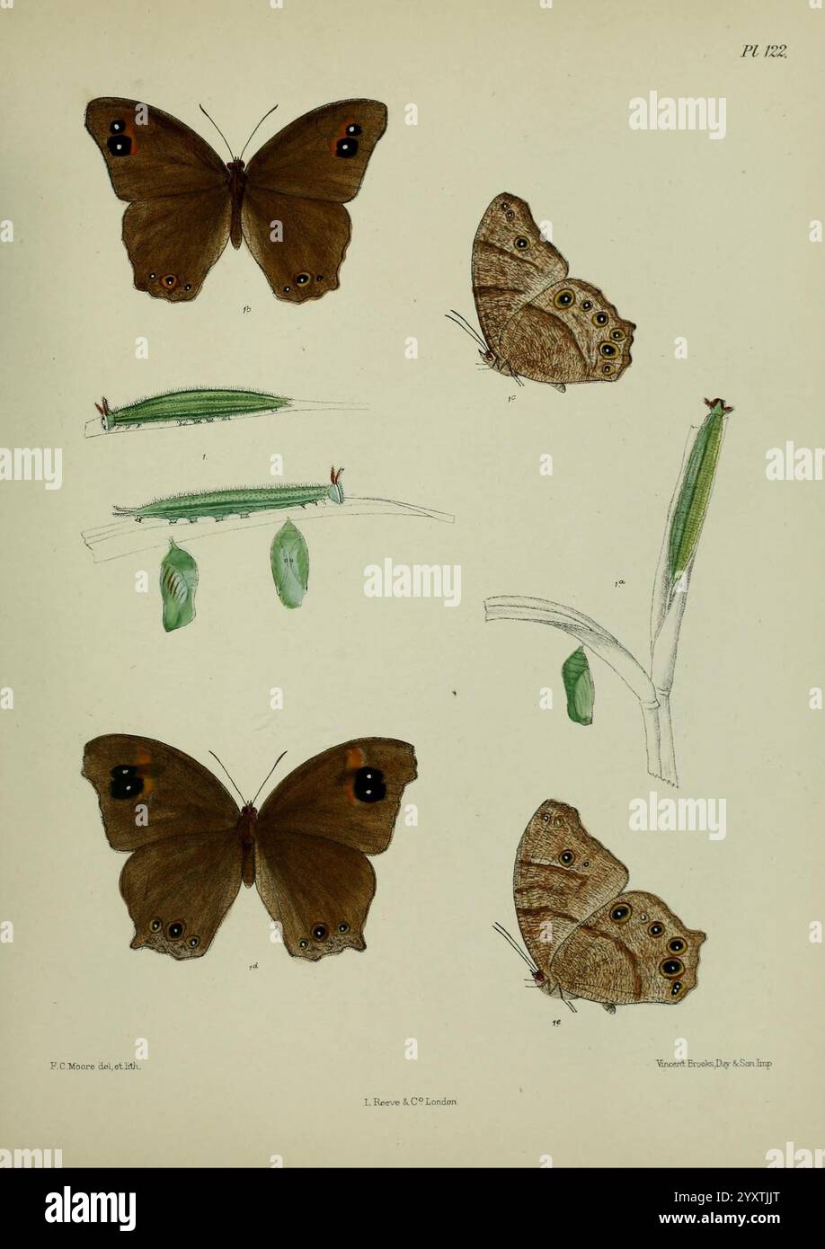 Lepidoptera indica Londres, 1890-1913 Inde Lepidoptera Frederic Moore, l'illustration présente les différentes étapes du cycle de vie d'un papillon, mettant en vedette deux papillons matures affichés en évidence au sommet. Leurs ailes complexes présentent des bruns riches et des taches oculaires subtiles. En dessous d'eux, différents stades de développement sont représentés, y compris les chenilles vertes et les nymphes, mettant en évidence la transformation de la larve en chrysalide. Les éléments botaniques qui l’accompagnent fournissent un contexte à l’habitat du papillon, enrichissant le récit visuel de la métamorphose et de la beauté naturelle. Chaque étape, c'est moi Banque D'Images