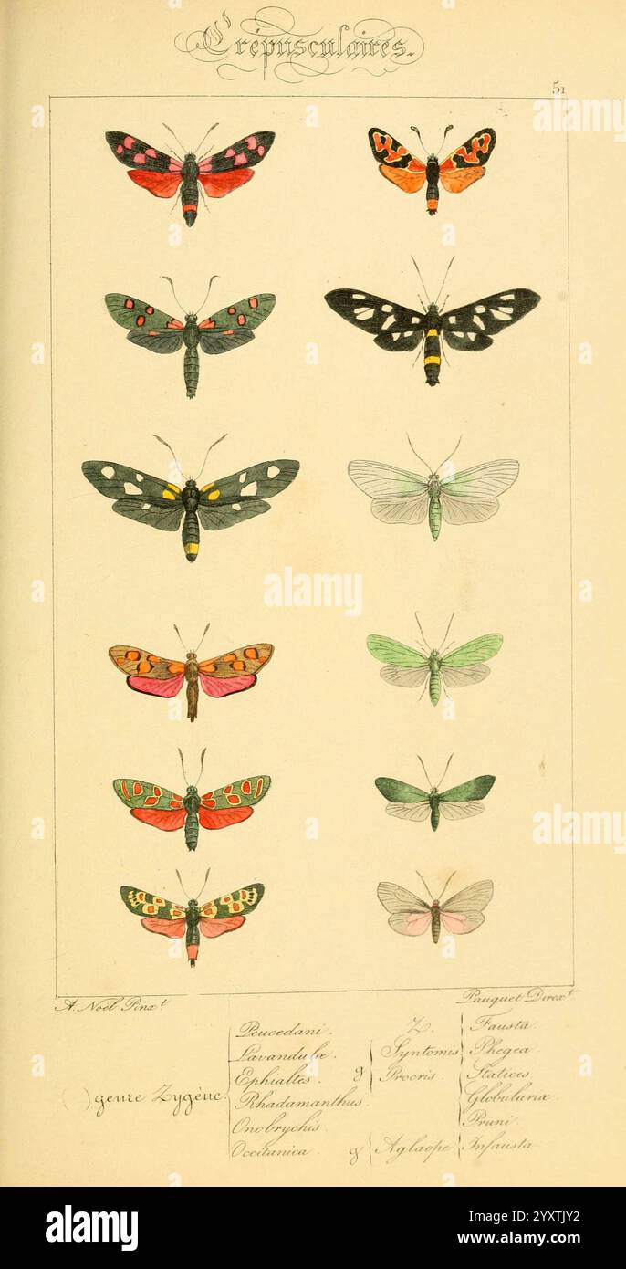 Histoire naturelle des lépidoptères d'Europe, Paris, L. de Bure, 1845, Europe, papillons, Lépidoptères, Classification, oeuvres picturales, Alexis Nicolas Noël, une collection de papillons et de papillons de nuit magnifiquement illustrés disposés en grille, mettant en valeur une variété d'espèces. La rangée supérieure affiche des couleurs vives, avec des papillons aux motifs complexes, y compris des nuances d'orange, rouge, noir et jaune. Ci-dessous, les papillons de nuit plus délicats présentent des teintes plus douces, avec quelques marques complexes sportives sur leurs ailes. Chaque illustration est étiquetée avec des noms scientifiques et des descriptions, en ajoutant un ed Banque D'Images