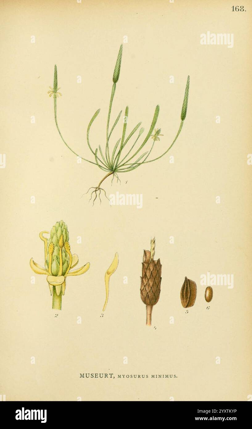 Billeder af Nordens Flora, København, G.E.C. Gad, 1901-1903 [i.e. 1907], œuvres picturales, plantes, Scandinavie., cette composition présente une représentation illustrée de la plante *Myosurus minimus*, communément appelée plante de queue de souris. En haut, la plante entière est représentée, mettant en valeur ses tiges minces et allongées et ses fleurs délicates. Ci-dessous, il y a des dessins détaillés de différentes parties de la plante : les boutons floraux à différents stades, la pointe de floraison distinctive et les graines. Chaque élément est étiqueté avec les numéros correspondants, mettant en évidence l'anatomie et les stades de développement de Banque D'Images