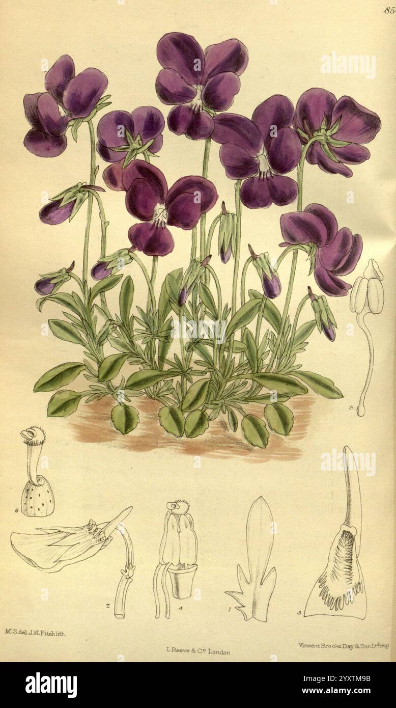 Curtis's Botanical Magazine, Londres, New York, illustration botanique, botanique, périodiques, œuvres picturales, plantes ornementales, Curtis, un arrangement de fleurs violettes vibrantes, mettant en valeur leurs pétales délicats et leurs structures complexes. Autour de la grappe centrale se trouvent des croquis botaniques représentant différentes étapes de l'anatomie de la fleur, y compris les sépales, les étamines et une vue latérale de l'ovaire. Les illustrations détaillées soulignent les caractéristiques uniques de chaque partie, soulignant la beauté et la complexité de cette plante à fleurs. Le feuillage à la base est luxuriant et vert, offrant un frappant Banque D'Images