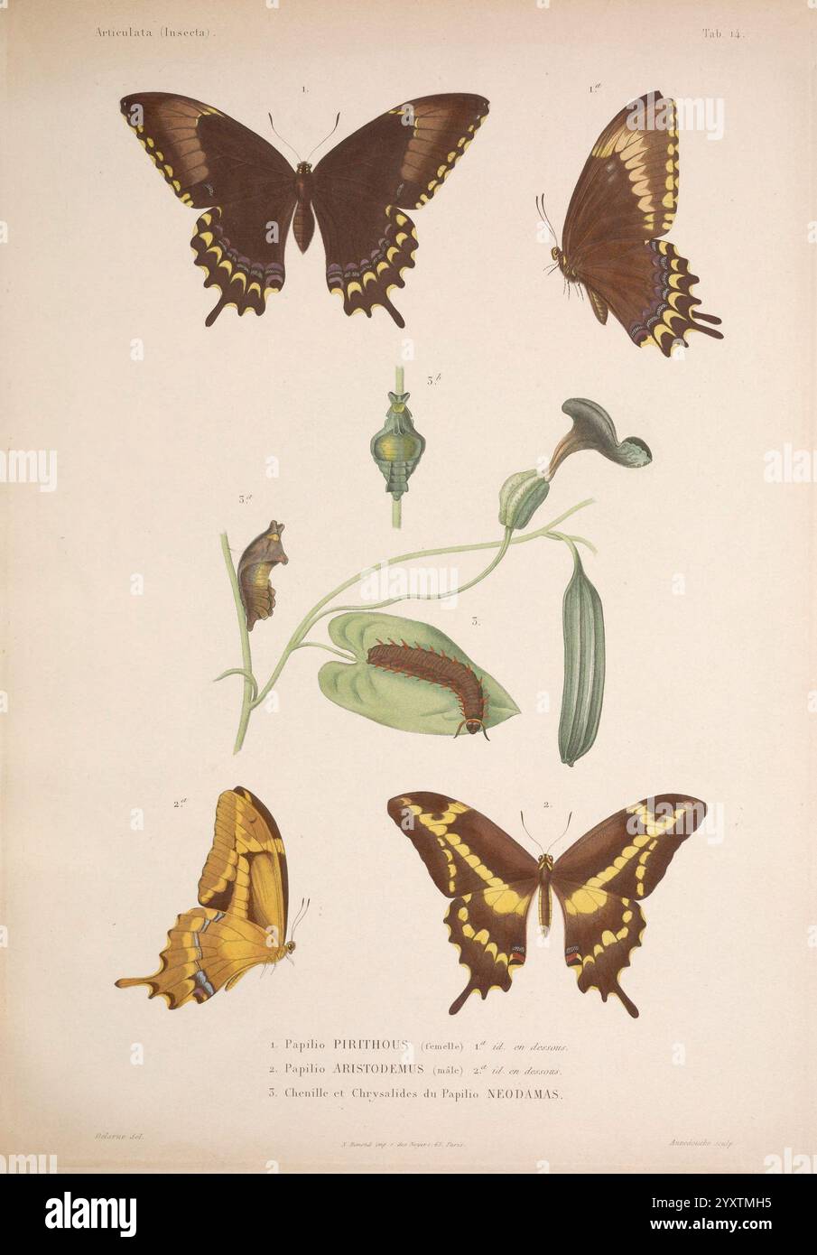 Histoire physique, politique et naturelle de l'ile de Cuba : Atlas:Insects Paris, A. Bertrand,1838-1857, botanique, cuba, description et voyage, histoire naturelle, lepidoptera, papilio, papilio aristodemus, papilio eodamas, papilio pirithous, arthropodes, arthropodes, papillons, queue d'araignée de schaus, queue d'aronde insulaire, chenilles, chrysalide, entomologie, queue d'aronde à larges bandes, taxonomie : classe = insecte, lépidoptère, queue d'aronde géante, cresphontes de papilio, queue d'aronde, papilio astyalus, histsciart., Une collection magnifiquement illustrée mettant en vedette diverses espèces de papillons, exposées à côté Banque D'Images