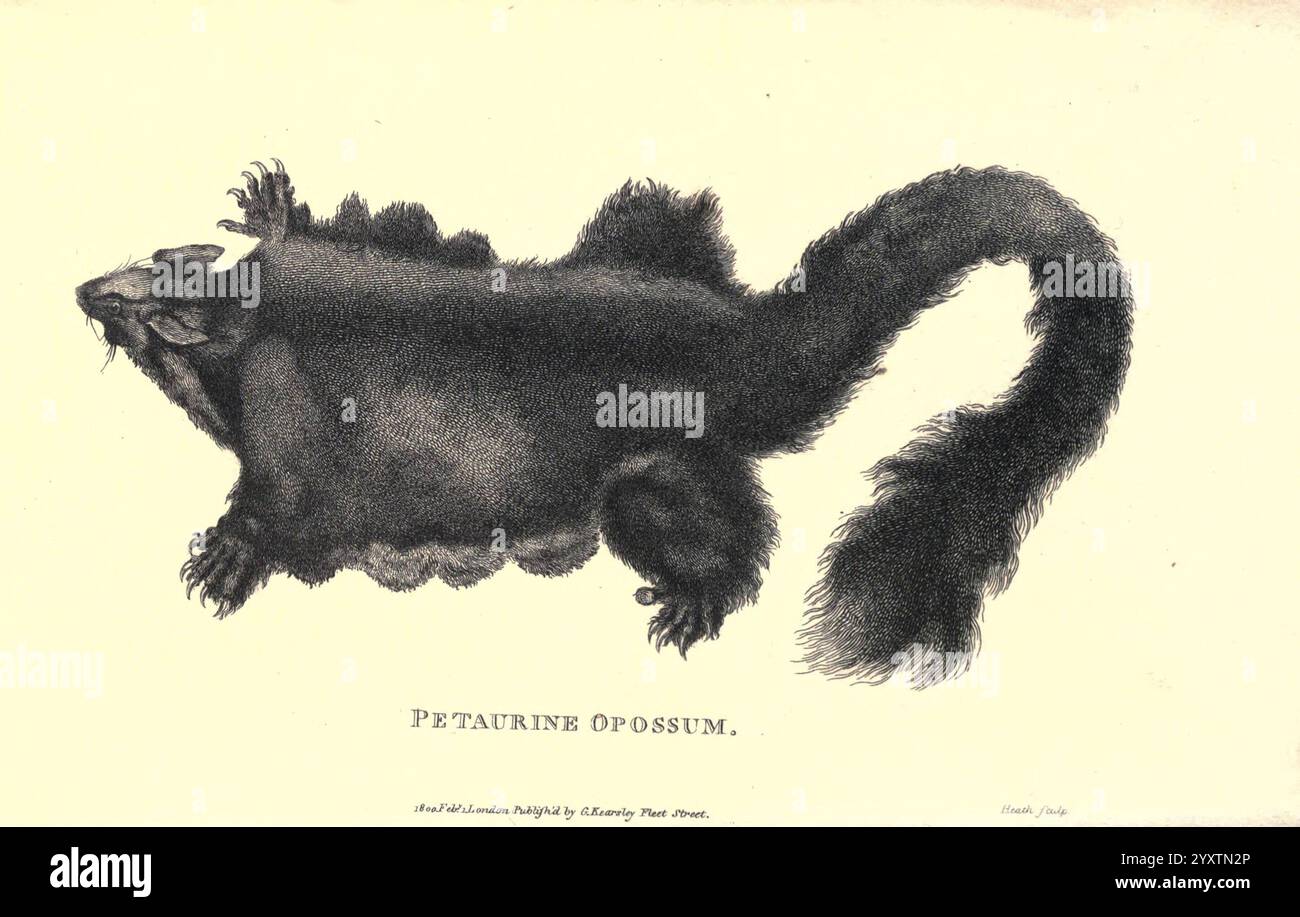 Zoologie générale, ou histoire naturelle systématique pt. Londres, imprimé pour G. Kearsley, 1800-1826, Zoology, Une illustration détaillée d'un opossum pétaurine, mettant en valeur ses caractéristiques distinctives. La créature est représentée dans une vue de haut en bas, mettant en évidence sa queue touffue et son corps arrondi. Sa fourrure apparaît épaisse et texturée, avec des touffes le long des bords, soulignant sa forme naturelle. L'illustration est étiquetée avec le nom de l'espèce, fournissant une touche scientifique à l'œuvre. Le souci du détail capture l’anatomie unique de l’opossum et donne un aperçu de son apparence dans la nature. Banque D'Images