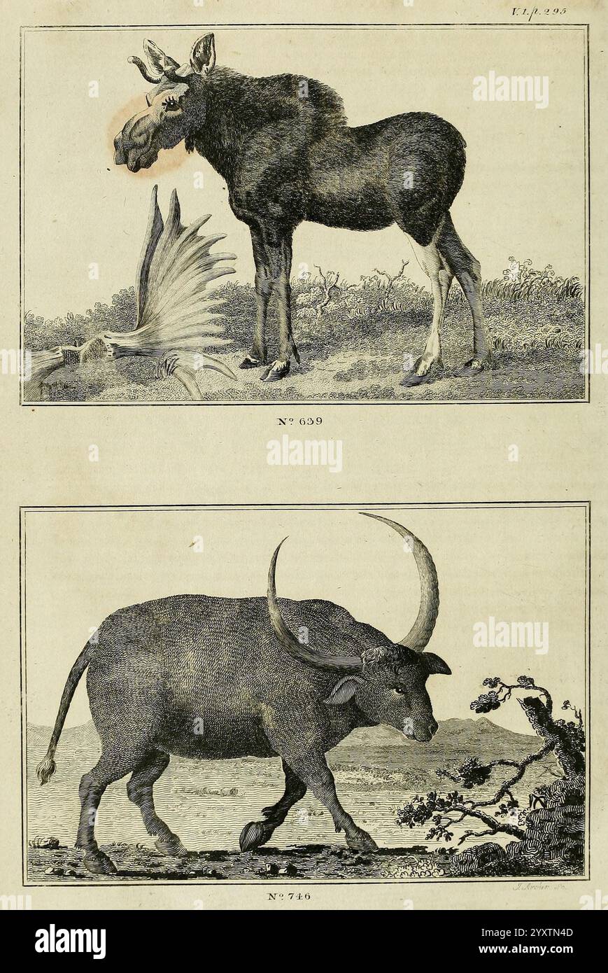Le règne animal, ou système zoologique, du célèbre Sir Charles Linnæus. Édimbourg, imprimé pour A. Strahan, et T. Cadell, Londres, et W. Creech, Édimbourg, 1792. oiseaux, mammifères, classification, l'illustration présente deux représentations animales distinctes. La section supérieure représente un orignal avec une touche unique, mettant en valeur une tête exagérée et inhabituelle, suggérant une représentation ludique ou imaginative. Autour de l'orignal se trouvent des éléments d'un environnement naturel, y compris un oiseau en vol, ajoutant à la sensation fantaisiste. Banque D'Images