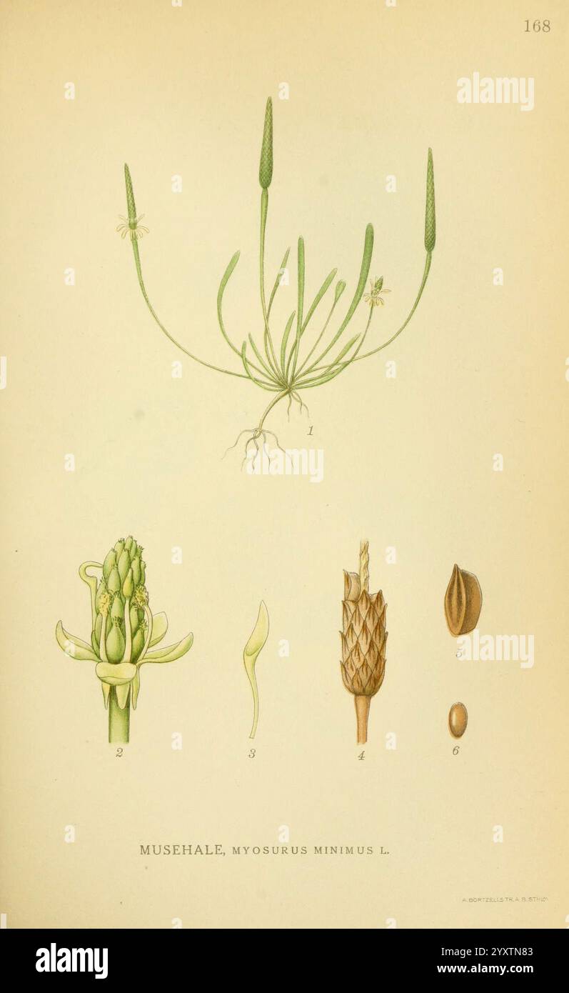 Billeder af nordens Flora. v.1, København, G.E.C. Gad's Forlag, 1917-1927, plants, Finlande, Scandinavie, jardin botanique de New York, œuvres picturales, Myosurus minimus, cette illustration présente une étude botanique détaillée de la plante Myosurus minimus, communément appelée queue de souris. En haut, la plante complète est représentée, mettant en valeur sa forme élancée, semblable à de l'herbe avec des fleurs délicates aux extrémités de tiges allongées. Au-dessus de la plante principale, des parties individuelles sont illustrées, étiquetées 1 à 4, mettant en évidence les boutons floraux et leurs formes distinctives. Ci-dessous, des illustrations supplémentaires de la p Banque D'Images