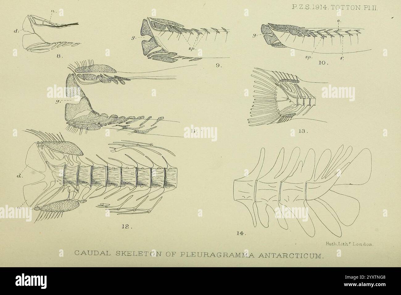 Proceedings of the Zoological Society of London London, Academic Press, 1833-1965. Dierkunde périodiques zoologie, l'illustration présente une série de diagrammes anatomiques détaillés illustrant la structure squelettique d'une espèce spécifique de Pleurogamma de l'Antarctique. Diverses vues des composants squelettiques sont représentées, y compris des perspectives latérales et dorsales. Les dessins présentent des détails complexes tels que la disposition des vertèbres, la structure des nageoires et les éléments squelettiques associés, mettant en évidence les adaptations uniques de cet organisme marin. Chaque section étiquetée fournit insig Banque D'Images