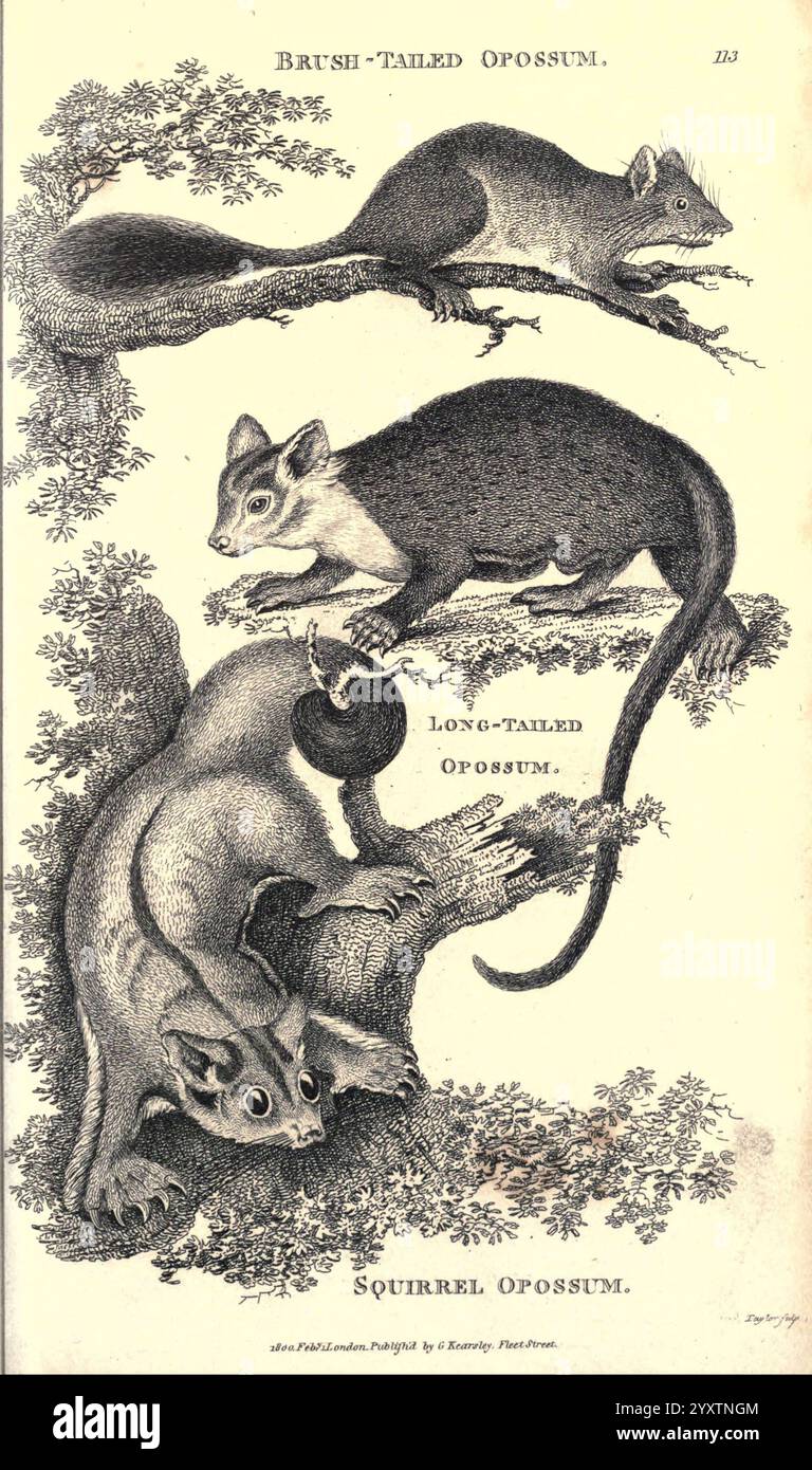 Général, zoologie, ou systématique, naturel, histoire pt. Londres, imprimé pour G. Kearsley, 1800-1826, zoologie., cette illustration présente trois espèces distinctes d'opossums, mettant en valeur leurs caractéristiques physiques et postures variables. La section supérieure présente l'opossum à queue brossée, représenté dans une position bien fixée sur une branche d'arbre, mettant en évidence sa queue touffue. En dessous, l'opossum à longue queue est illustré, élégamment courbé lorsqu'il navigue dans ses environs. Enfin, l'écureuil opossum est présenté en bas, capturé à mi-action pendant l'escalade, soulignant sa nature agile. Chaque figurine Banque D'Images