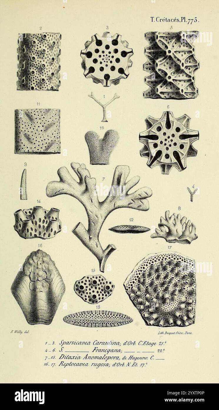 Paléontologie française, Paris, chez l'auteur, 1840-1894, France, paléontologie, Jurassique, tertiaire, Crétacé, paléobotanie, fossiles de mollusques, fossiles d'oursins, histoires de fossiles, cette illustration présente une collection d'organismes marins fossilisés complexes et de formes variées, mettant en valeur la diversité des formes de vie d'une époque révolue. Chaque spécimen est soigneusement numéroté, fournissant une représentation systématique de sa structure. La rangée supérieure comprend plusieurs formes uniques, allant de structures cylindriques et ramifiées à des entités plus arrondies ressemblant à des étoiles. La deuxième rangée continue avec une variété Banque D'Images