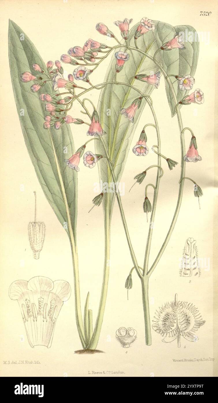 Curtis's Botanical Magazine, Londres, New York, illustration botanique, botanique, périodiques, œuvres picturales, plantes ornementales, Matilda Smith, Himalaya occidental, Paracaryum heliocarpum, femmes en science, Matilda Smith, l'illustration présente une étude botanique d'une plante à fleurs, caractérisée par des tiges vertes minces et des feuilles allongées. La plante présente des grappes de délicates fleurs rosâtres aux formes tubulaires, nichées dans le feuillage. Accompagnant la figure principale sont des dessins détaillés de diverses caractéristiques anatomiques, y compris une vue rapprochée de la structure de la fleur, mettant en évidence son i. Banque D'Images