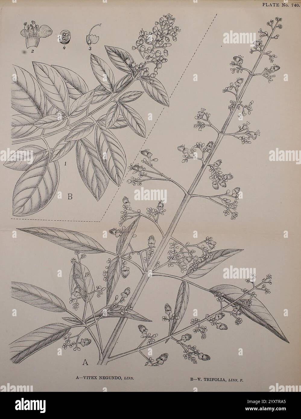 Plantes médicinales indiennes Bahadurganj, Inde Sudhindra Nath Basu Pâninî bureau 1918 botanique botanique, plantes médicinales Inde tiges feuilles fleurs, l'illustration présente deux espèces distinctes du genre Vitex. Sur la gauche, étiquetée comme A, se trouve **Vitex negundo**, une plante connue pour ses feuilles palmates et son amas de petites fleurs violettes. Des détails complexes mettent en valeur sa structure foliaire et son arrangement floral, soulignant les caractéristiques de cette espèce. Banque D'Images