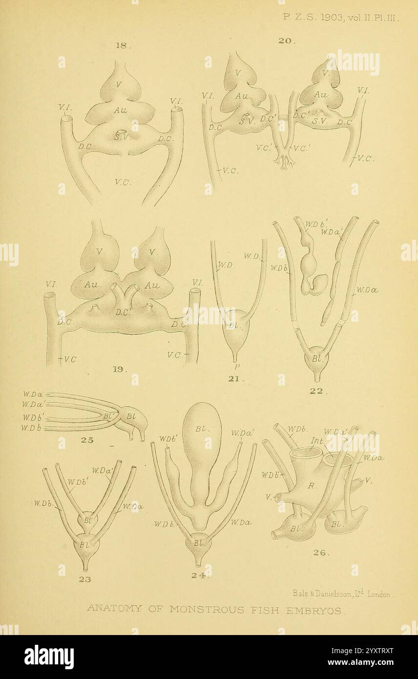 Proceedings of the Zoological Society of London, London, Academic Press Periodicals, Zoology, l'illustration représente diverses structures anatomiques d'embryons de poissons monstrueux, présentant une série de dessins détaillés de caractéristiques squelettiques et de parties anatomiques étiquetées avec des identifiants spécifiques. La mise en page comprend plusieurs figures disposées en grille, chacune étant étiquetée avec des numéros correspondants pour référence. Les éléments anatomiques clés tels que les vertèbres et les structures des nageoires sont identifiés par une série de lettres, fournissant un aperçu de la morphologie développementale de ces embryons. Le méticulo Banque D'Images