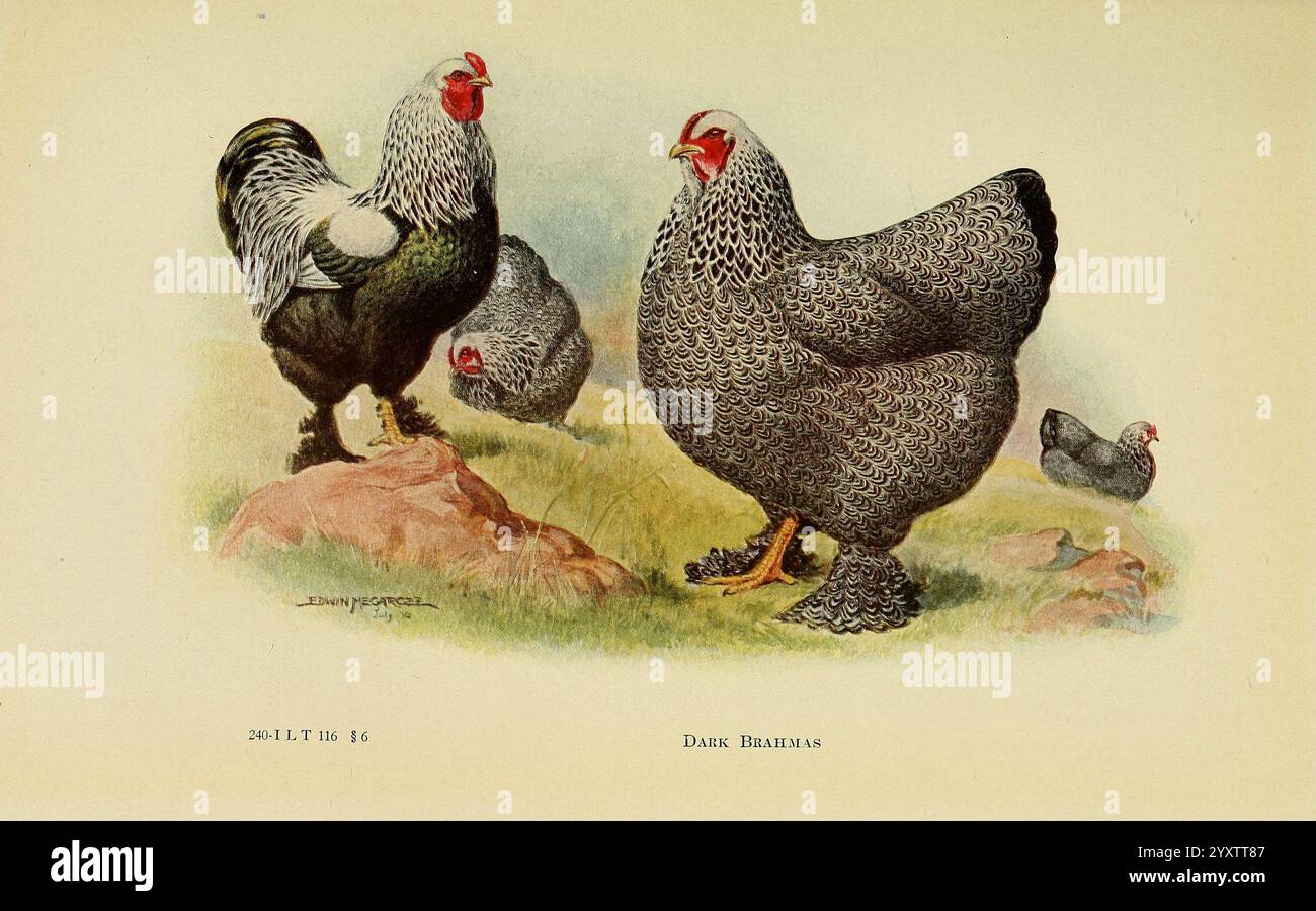 The Book of Poultry, New York, The Macmillan Company, 1921, Poultry, Gallus gallus, UMass Amherst Libraries, la scène représente un groupe de poulets, mettant en valeur les caractéristiques distinctives de la race Brahma sombre. Les plus grands oiseaux, avec leurs impressionnants motifs de plumes et leurs formes robustes, se tiennent en toute confiance sur un terrain herbeux. Une poule est perchée sur un rocher, mettant en valeur son corps redoyant, arrondi et plumage plumeux. En arrière-plan, un poulet plus petit fourre, contribuant à l'atmosphère animée de ce cadre rural. Les détails vibrants de leurs plumes et les peignes rouges frappants créent une tapisserie riche Banque D'Images