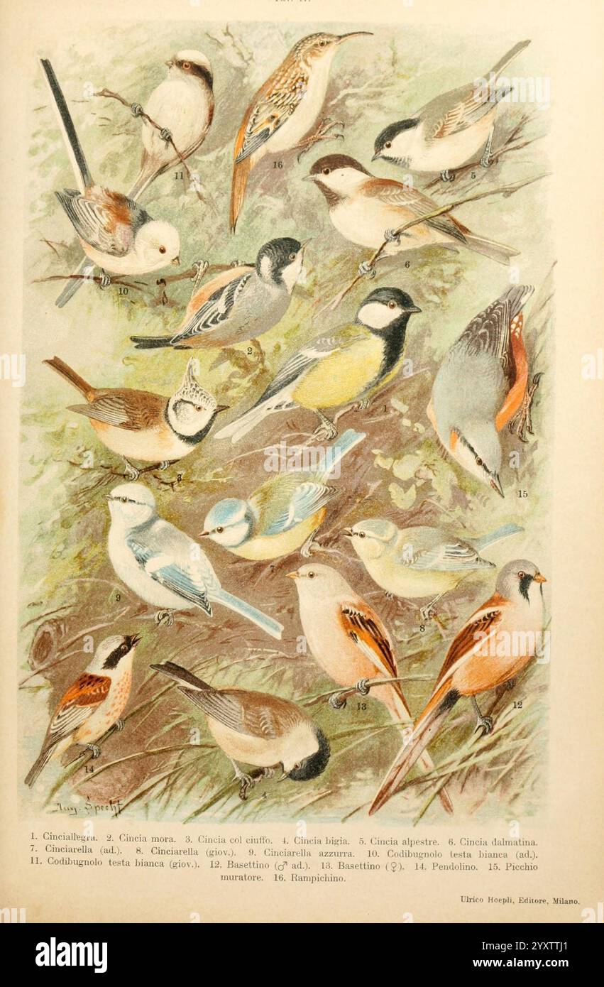 Atlante ornitologico, 1902, oiseaux, Europe, Une collection magnifiquement illustrée de diverses espèces d'oiseaux, chacune détaillée avec des couleurs vibrantes et des caractéristiques distinctives. La composition met en valeur un éventail diversifié d'oiseaux perchés parmi les brindilles et le feuillage, soulignant leur plumage et leurs caractéristiques uniques. Les étiquettes numérotées à côté de chaque oiseau fournissent une référence pour l'identification, accompagnée de leurs noms respectifs. Cette illustration sert à la fois de représentation artistique et de guide informatif de l'ornithologie, capturant le charme et la diversité de la vie aviaire dans un cadre naturel. Banque D'Images