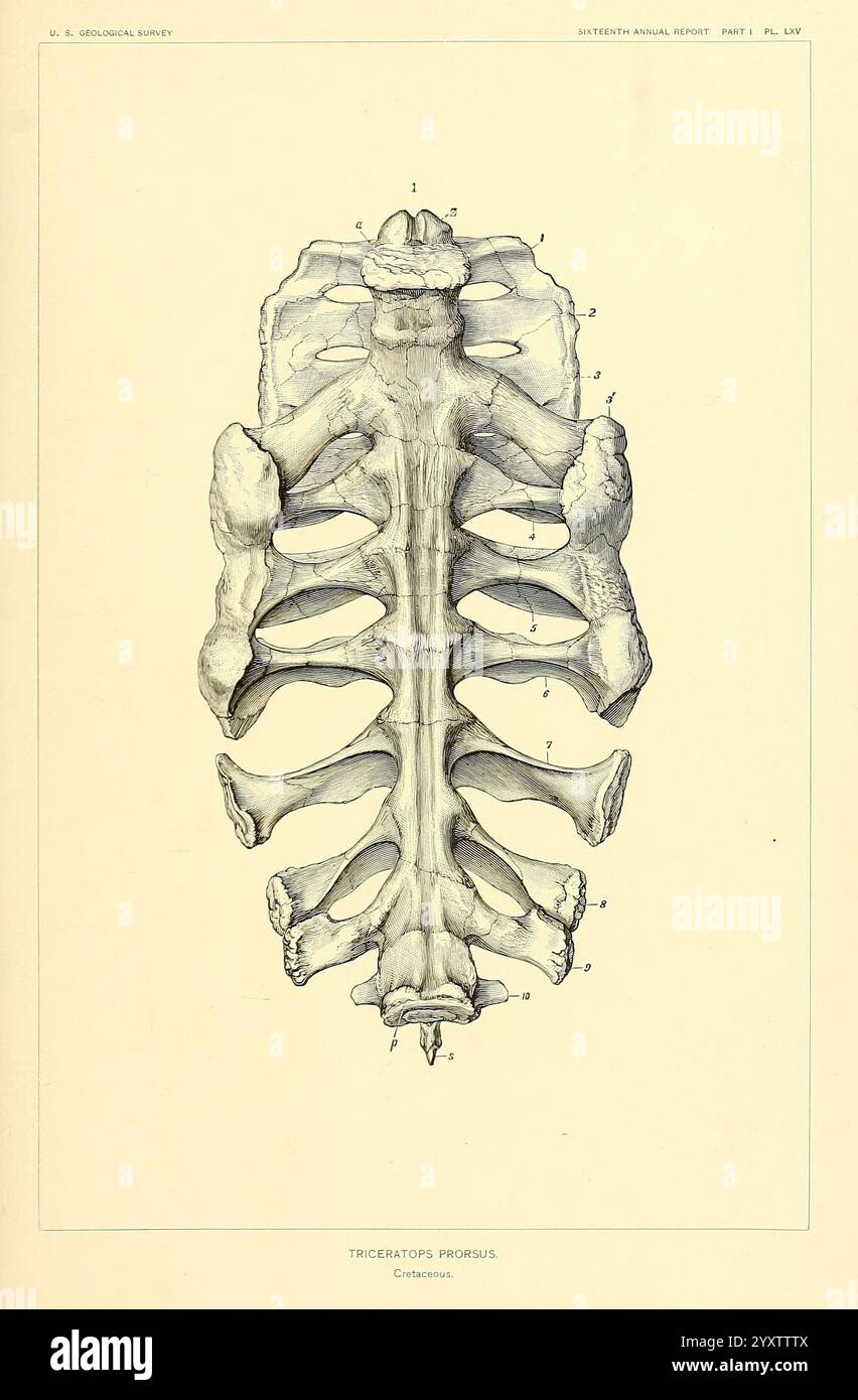 Les dinosaures d'Amérique du Nord, Washington, Govt. Print, 1896 ...