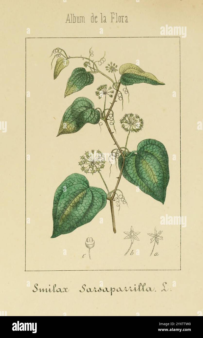 Album de la flore médico-farmacéutica e Industrial, Indígena y exótica, Madrid, Impr. De la Galeria literaria, 1862-64, plantes médicinales, œuvres picturales, botanique, Economique, Une illustration botanique mettant en valeur la plante Smilax sarsaparilla L. L'œuvre d'art présente une représentation détaillée de la tige, des feuilles et des fleurs de la plante, avec un feuillage vert luxuriant et des fleurs blanches disposées en grappes. L'illustration est accompagnée de notations scientifiques et de petites esquisses qui fournissent un aperçu supplémentaire de ses caractéristiques. La présentation générale souligne la beauté naturelle de la plante et met en valeur sa Banque D'Images