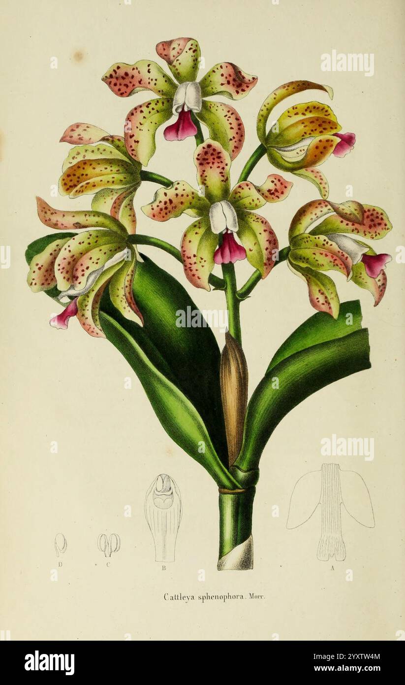 Annales de la Société royale d'agriculture et de botanique de Gand, Gand, Société royale d'agriculture et de botanique, 1845-1849, botanique, horticulture, sociétés, fleurs, Cattleya, Phenophora, Une illustration vibrante d'une orchidée Cattleya sphenophora met en valeur ses fleurs frappantes, caractérisées par de délicats pétales ornés de riches taches. Les fleurs présentent un mélange de teintes vert jaunâtre et rose, affichant élégamment leurs structures aux formes complexes. Sous la grappe de fleurs, un dessin botanique détaillé met en évidence les caractéristiques anatomiques de l'orchidée, y compris sa lèvre et son colu uniques Banque D'Images