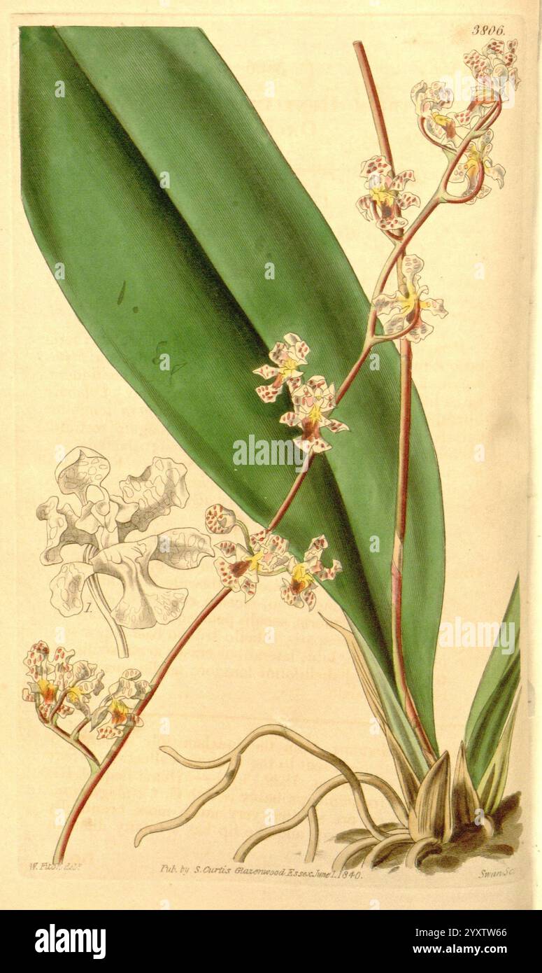 Curtis's Botanical Magazine, Londres, New York, illustration botanique, botanique, périodiques, œuvres picturales, plantes ornementales, Curtis, Brésil, L'illustration présente une orchidée délicate avec des fleurs complexes et des feuilles vertes allongées. La tige principale présente une variété de petites fleurs ornées, chacune ornée de marques distinctives, créant un attrait visuel frappant. Un dessin plus petit et détaillé d'une seule fleur est situé dans le coin supérieur gauche, offrant un aperçu de plus près de sa structure complexe. La composition globale souligne la beauté et la complexité de ce spécimen botanique, e. Banque D'Images