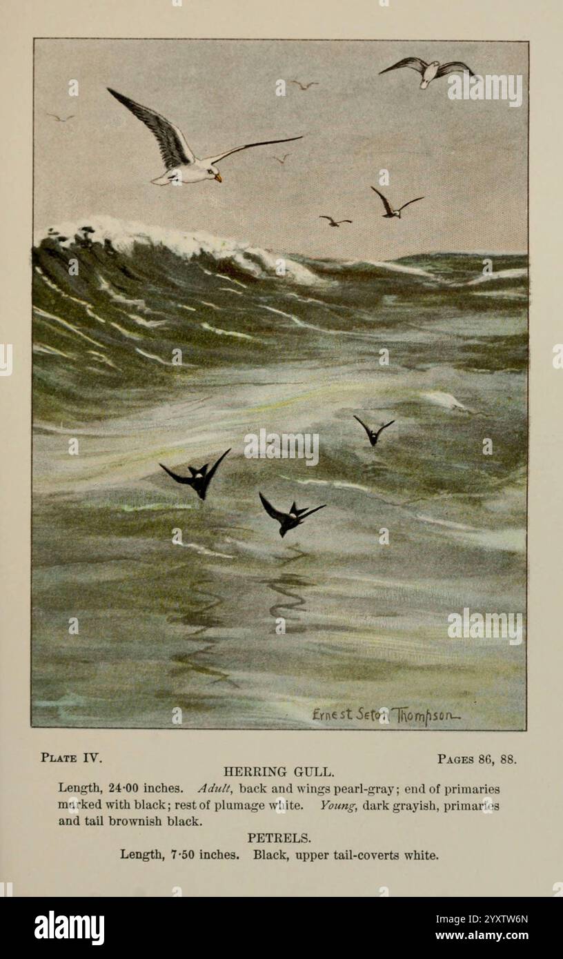 Bird-Life, guide pour l'étude de nos oiseaux communs New York, Appleton, 1900, oiseaux, œuvres picturales, États-Unis, américain, musée, histoire naturelle, goélette, petrel, Une scène côtière sereine mettant en scène un goéland argenté glissant gracieusement au-dessus des vagues turbulentes de l'océan, tandis que plusieurs autres oiseaux de mer s'élèvent dans le ciel. Le goéland hareng est représenté avec des marques détaillées, soulignant son dos et ses ailes, avec des couleurs contrastées qui soulignent ses caractéristiques. Les vagues sont illustrées par des lignes dynamiques, capturant le mouvement et l'énergie de l'eau. Ci-dessous, une brève description fournit des informations clés sur t Banque D'Images
