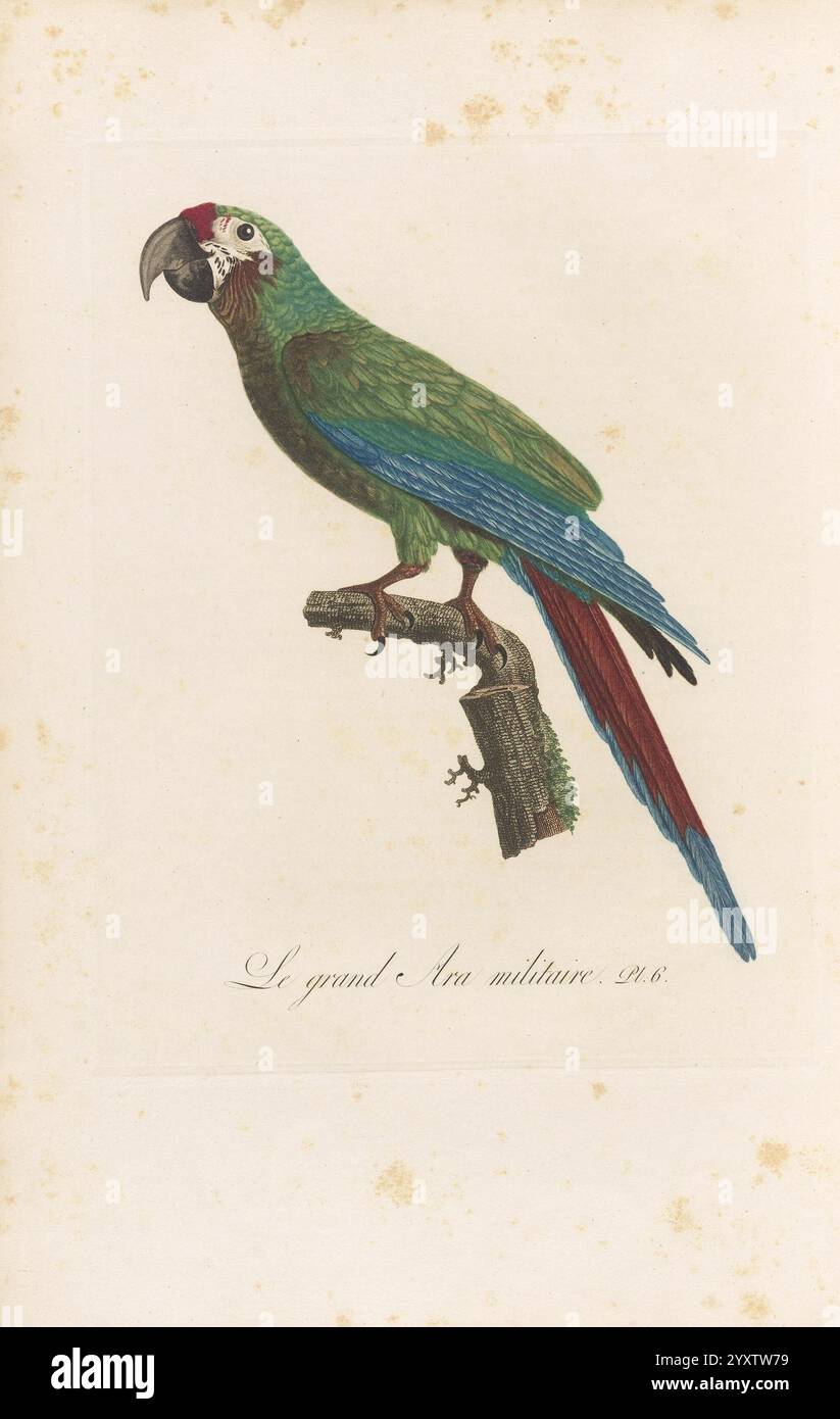 Histoire naturelle des perroquets A Paris chez Levrault an IX an XIII, Un perroquet vert magnifiquement illustré perché sur une branche, mettant en valeur son plumage vibrant. L'oiseau présente une couronne rouge frappante et une longue queue qui passe du bleu au rouge. Sous le perroquet, la phrase française ''le grand Anas'' est élégamment écrite, suggérant un lien avec l'espèce ou sa signification. La représentation détaillée met en évidence les textures complexes des plumes et le comportement alerte du perroquet, invitant l'admiration pour cette créature aviaire exotique. Banque D'Images