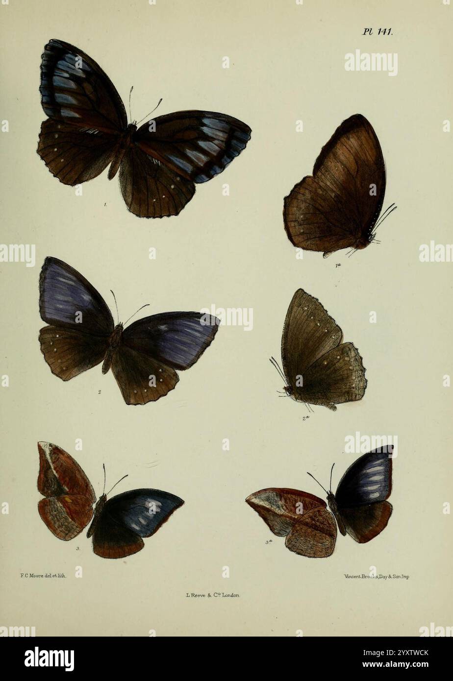 Lepidoptera indica, Londres, 1890-1913, Inde, Lepidoptera, Frederic C Moore, Une collection de six papillons richement illustrés, présentant leurs divers motifs et couleurs d'ailes. La rangée du haut présente deux papillons aux teintes bleues et brunes frappantes, tandis que la rangée du bas affiche un mélange de tons bruns et rougeâtres. Chaque spécimen est méticuleusement rendu, soulignant les caractéristiques uniques de leurs ailes. Les étiquettes indiquent leurs positions respectives et leurs noms scientifiques, fournissant un aperçu de la taxonomie de ces beaux insectes. L'arrangement présente une étude captivante du beurre Banque D'Images