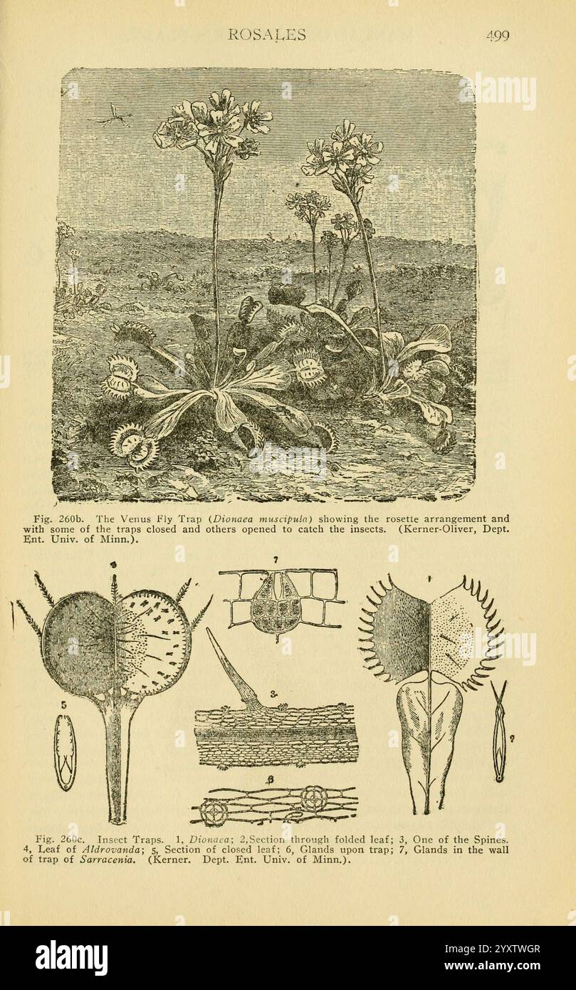 Un manuel de plantes toxiques Cedar Rapids, Ia. The Torch Press, 1910-11. Plantes toxiques des États-Unis le jardin botanique de New York, la scène représente un environnement luxuriant et humide où plusieurs pièges à mouches de Vénus sont en évidence. Ces plantes carnivores sont caractérisées par leurs feuilles articulées uniques, qui ressemblent à des pièges en forme de mâchoires. Chaque piège est orné de structures sensibles ressemblant à des cheveux qui déclenchent la fermeture lorsqu'un insecte sans méfiance entre en contact avec eux. Autour des pièges à mouches se trouve une toile de fond dense de végétation, suggérant un écosystème riche. Sous l'illustration, il y a des Banque D'Images