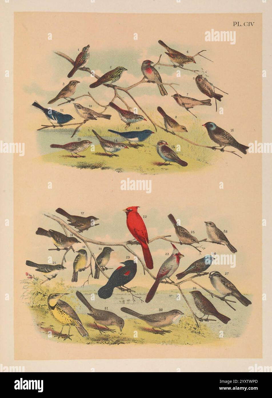 Les oiseaux d'Amérique du Nord New York, 1903, oiseaux, Amérique du Nord, œuvres picturales, melospiza melodia, moineau du chant, ammospiza leconteii, moineau de Leconte, taxonomie : binomial = purpureus hémorragique, pingouin violet, acanthis flammea, rougeole commun, centronyx bairdii, moineau de Baird, passerculus rostratus, grand moineau à bec, ammodramus savannarum, moineau sauterelle, junco hyemalis, junco aux yeux foncés, junco phaeonotus, junco aux yeux jaunes, spizella pusilla, moineau des champs, passerculus guttatus, moineau de Belding, passerculus sandwichensis, moineau de savane, leucosticte arctoa, Asian Rosy finch, co Banque D'Images