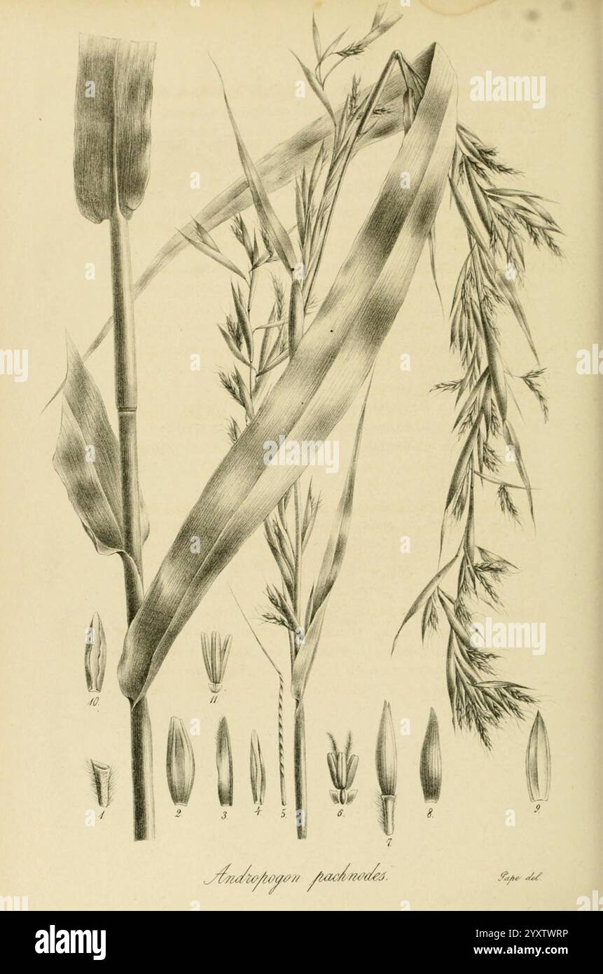 Species Graminum, Petropoli, Impensis Academiae Imperialis Scientiarum, 1828-1836, Gramineae, œuvres picturales, graminées, L'illustration présente des études botaniques détaillées de diverses espèces d'herbe, mettant spécifiquement en évidence Andropogon Practicus. La composition comprend une représentation importante des feuilles et des structures florales de la plante. Autour de l'illustration principale se trouvent des étiquettes numérotées correspondant à diverses parties de la plante, y compris des vues rapprochées des graines et des inflorescences. Le travail minutieux au trait met en valeur les textures et les formes de la plante, offrant une représentation scientifique Banque D'Images