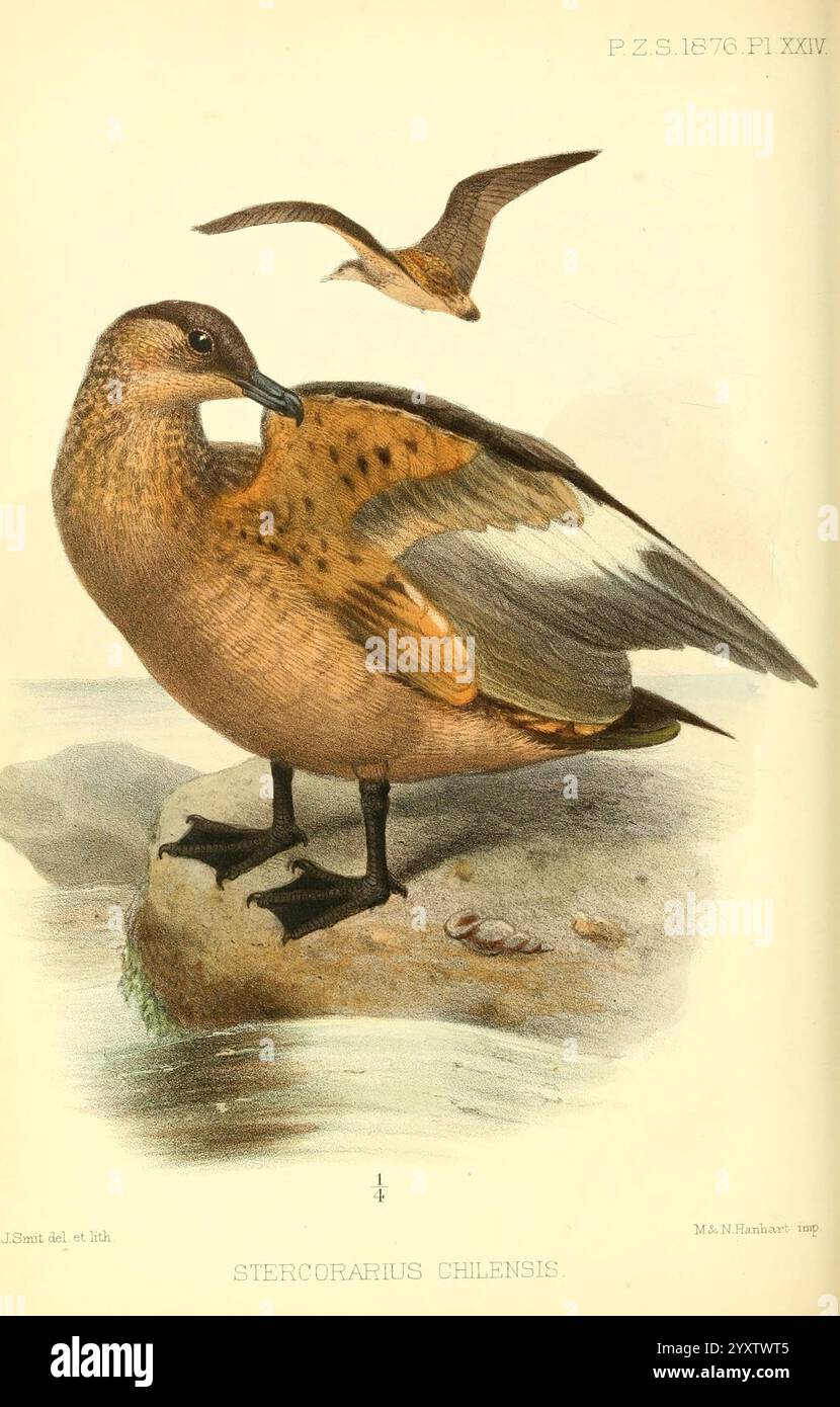 Actes de la Zoological Society of London London Academic Press Periodicals Zoology Birds, Une représentation du Stereophonias chilensis, communément connu sous le nom de canard chilien. L'oiseau est illustré dans une posture de repos, mettant en valeur son plumage distinctif, caractérisé par un mélange de bruns et de blancs terreux. Les détails complexes soulignent les motifs de plumes sur ses ailes et son corps, avec en toile de fond un rivage rocheux et des coquillages délicats. Son expression alerte et sa posture suggèrent un moment de concentration tranquille dans son habitat naturel. Banque D'Images