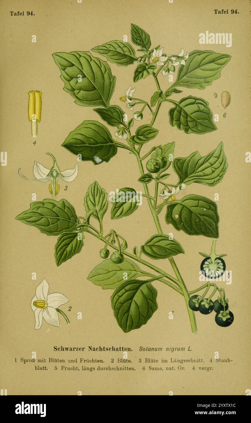 Die Giftpflanzen Deutschlands, Braunschweig, F. Vieweg, 1910, Allemagne, plantes toxiques, cette illustration représente la plante Solanum nigrum, communément appelée Black Nightshade. Le dessin présente une vue détaillée de la plante avec des composants étiquetés, y compris la germe avec des feuilles et des fruits, les fleurs avec des pétales blancs distincts et les feuilles allongées. Différents stades de la croissance de la plante sont présentés, mettant en évidence les petites baies rondes et sombres caractéristiques de l'espèce. L'illustration sert à la fois à des fins éducatives et botaniques, mettant en valeur la structure et la caractéristique Banque D'Images