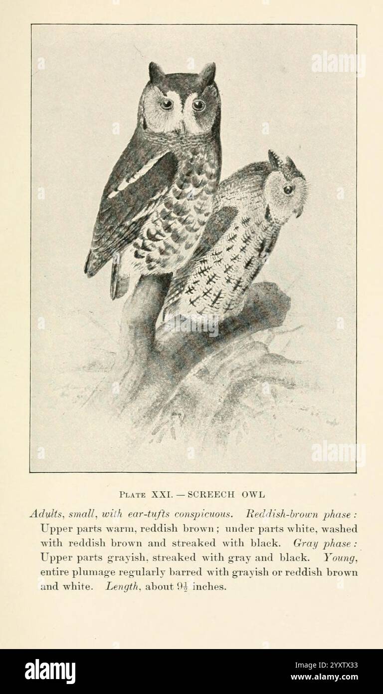 Oiseaux de village et de champ : Boston, Houghton, Mifflin and Company, 1898, oiseaux, Megascops, 598208, Screech Owl, l'illustration présente deux Screech Owls, mettant en valeur leur plumage et leurs caractéristiques distincts. Un hibou, apparaissant plus grand, est représenté avec des parties supérieures brun rougeâtre et des motifs striés, tandis que le hibou plus petit est plus clair, caractérisé par une palette de couleurs plus douce de blanc et de gris. Le texte ci-dessous décrit les versions adultes et jeunes de cette espèce, en soulignant leur taille, leur coloration et leurs marques distinctives. L'illustration sert de représentation détaillée pour l'identification et Banque D'Images