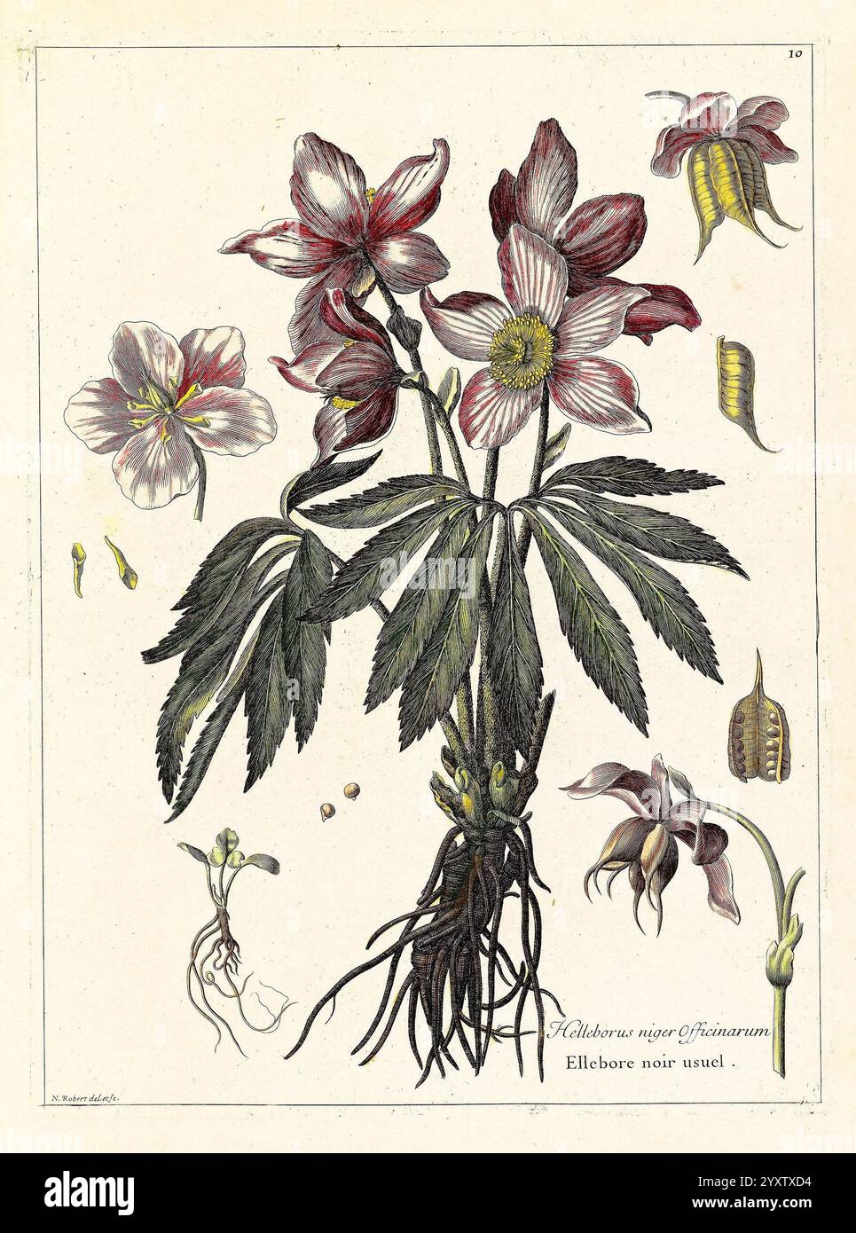 [Recueil des plantes dessinées et gravées par ordre du roi Louis XIV], Paris, Impr. royale, 1786, œuvres picturales, plantes, l'illustration présente une représentation détaillée du Niger Helleborus, communément appelé la Rose de Noël. Cette plante présente de belles fleurs délicates avec des pétales blancs et rose pâle, superposées et mises en valeur avec des nuances de rouge à la base. Les feuilles vertes robustes sont bien en évidence, émanant d'un système racinaire fort représenté ci-dessous. Autour de la fleur principale sont des détails botaniques supplémentaires, y compris des graines et d'autres éléments, améliorant l'ed Banque D'Images