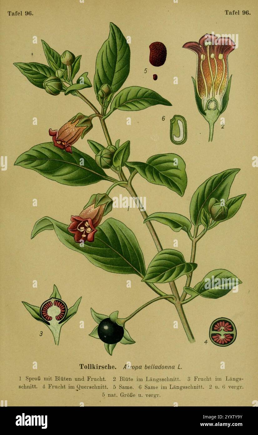 Die, Giftpflanzen, Deutschlands, Braunschweig, F, Vieweg, 1910, Allemagne, toxique, plantes, une illustration botanique détaillée représentant la plante Atropa Belladonna, communément connue sous le nom de mortelle de nuit. La composition présente différentes étapes de la plante, y compris sa germe avec des feuilles et des fruits, de multiples fleurs dans des vues longitudinales et transversales, et divers détails anatomiques. Les éléments clés sont étiquetés numériquement, offrant un aperçu de la structure de la plante, comme la forme du fruit, l'anatomie de la fleur et les caractéristiques des graines. L'illustration met en évidence la beauté complexe et Banque D'Images