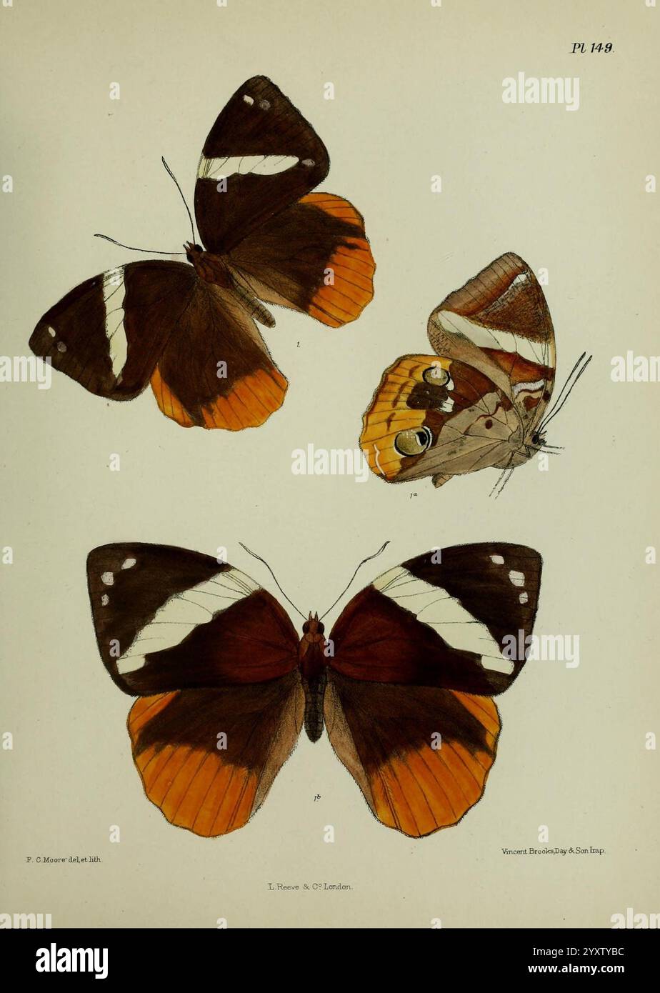 Lepidoptera Indica Londres, 1890-1913 Inde Lepidoptera Frederic Moore, cette illustration présente trois papillons distincts, mettant en valeur leurs motifs et couleurs uniques. Le papillon en haut affiche des ailes noires frappantes avec des bandes blanches proéminentes et des pointes orange vif, créant une apparence audacieuse et accrocheuse. Le papillon central, légèrement plus petit, présente une combinaison plus complexe de couleurs, y compris orange et marron, avec des motifs délicats sur ses ailes. Le papillon inférieur reflète le papillon supérieur en forme, avec des colorations similaires mais des détails variables, soulignant la diversité A. Banque D'Images