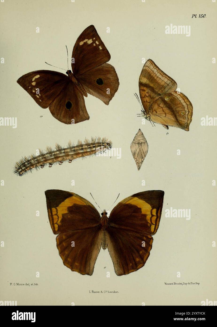 Lepidoptera Indica Londres, 1890-1913 Inde Lepidoptera Frederic C Moore, Une illustration détaillée montrant divers stades de vie et formes d'une espèce de papillon. Les segments supérieurs présentent deux papillons magnifiquement rendus avec des motifs d'ailes complexes et une coloration. Ci-dessous, une chenille est représentée, mettant en valeur ses segments distincts et sa texture, aux côtés d’une chrysalide, qui illustre l’étape de transformation avant d’émerger en papillon. Cette composition met en évidence la progression fascinante de la métamorphose chez les lépidoptères, soulignant la diversité de leur apparition au cours des différentes lépidoptères Banque D'Images