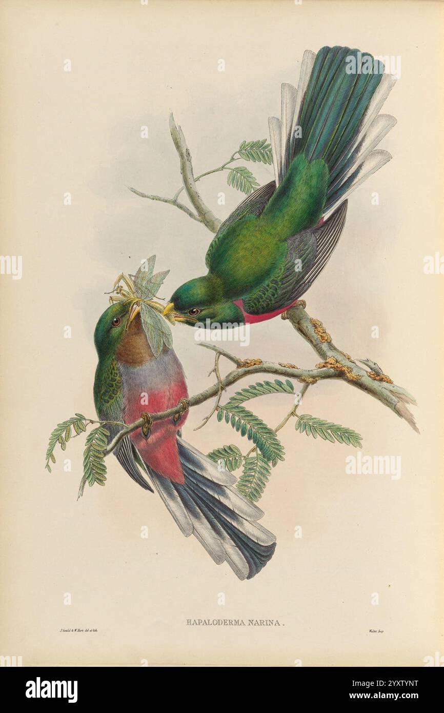 Monographie des Trogonidae ou famille des trogons. Londres, 1858-1875. Trogons, musée de zoologie comparée, gould, deux oiseaux vibrants, présentant un étonnant mélange de plumage vert et rose, sont perchés sur une branche ornée de feuilles délicates. Un oiseau offre doucement un petit morceau de feuillage à l'autre, suggérant un comportement nourrissant ou de cour. Les plumes minutieusement détaillées soulignent la beauté de leurs couleurs naturelles. La scène capture un moment de connexion et d'harmonie dans le monde aviaire, sur fond d'éléments doux et naturels qui améliorent la tranquillité globale o Banque D'Images