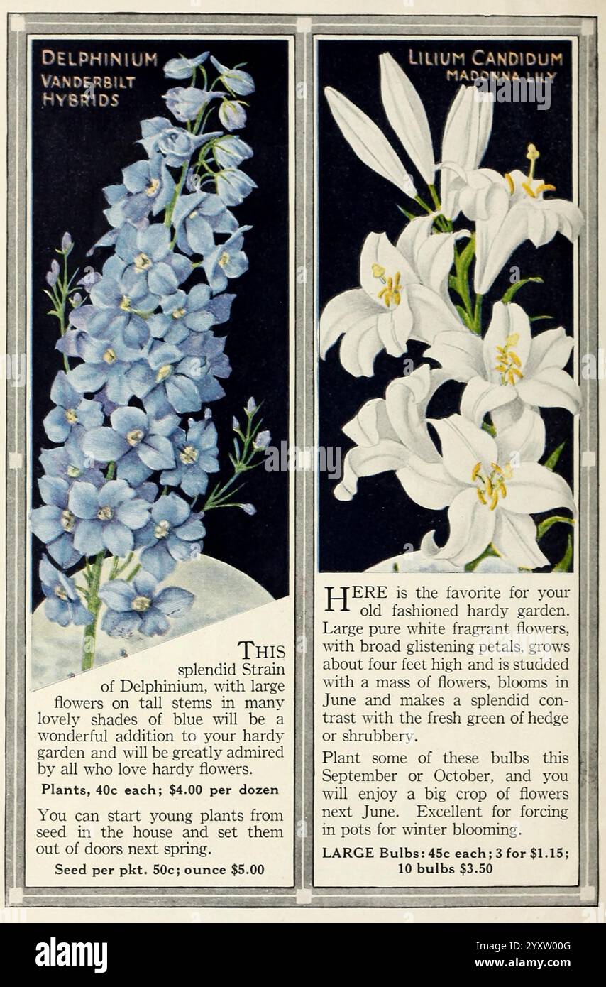Catalogue d'automne pour enfants, Floral Park, N. Y, John Lewis Childs, Inc, 1923, fleurs, semences, catalogues, Lilium candidum, pépinières, horticulture, catalogues commerciaux, bulbes, plantes, histoires de jardin, en fleurs, Delphinium Vanderbilt hybrides, John Lewis Childs firme, l'image présente une publicité botanique vintage mettant en vedette deux types de plantes. Sur la gauche, le Delphinium 'Vanderbilt Hybrids' est mis en évidence, connu pour ses hautes pointes de fleurs bleues vives qui ajoutent un contraste saisissant à n'importe quel jardin. Le texte note que ces fleurs sont un ajout splendide au jardin, idéal pour créer un eye-CA Banque D'Images