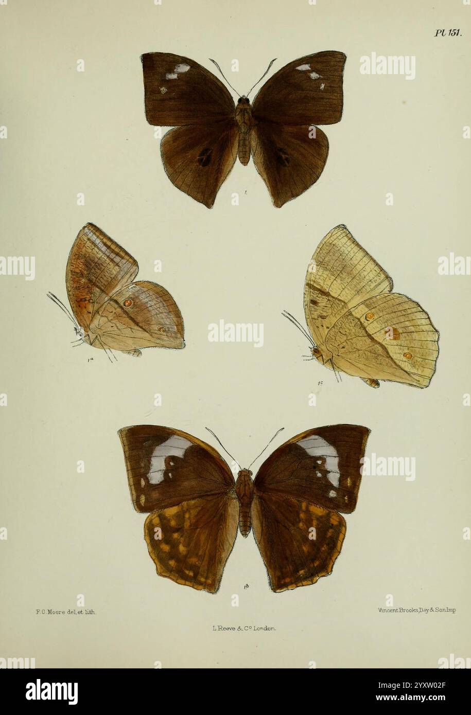 Lepidoptera Indica Londres, 1890-1913 Inde Lepidoptera Frederic C Moore, Une collection de quatre papillons magnifiquement illustrés présentant une variété de couleurs et de motifs d'ailes. Le coin supérieur gauche présente un papillon avec des ailes marron foncé orné de taches plus claires contrastées, tandis que le coin supérieur droit présente un papillon avec des ailes riches, brun chocolat et de légères marques orange. En bas à gauche, on voit un papillon avec des ailes brillantes et sombres qui ont des motifs complexes, et en bas à droite un papillon plus clair, caractérisé par des teintes jaune pâle et brun avec des taches oculaires distinctives. Chaque spéc Banque D'Images