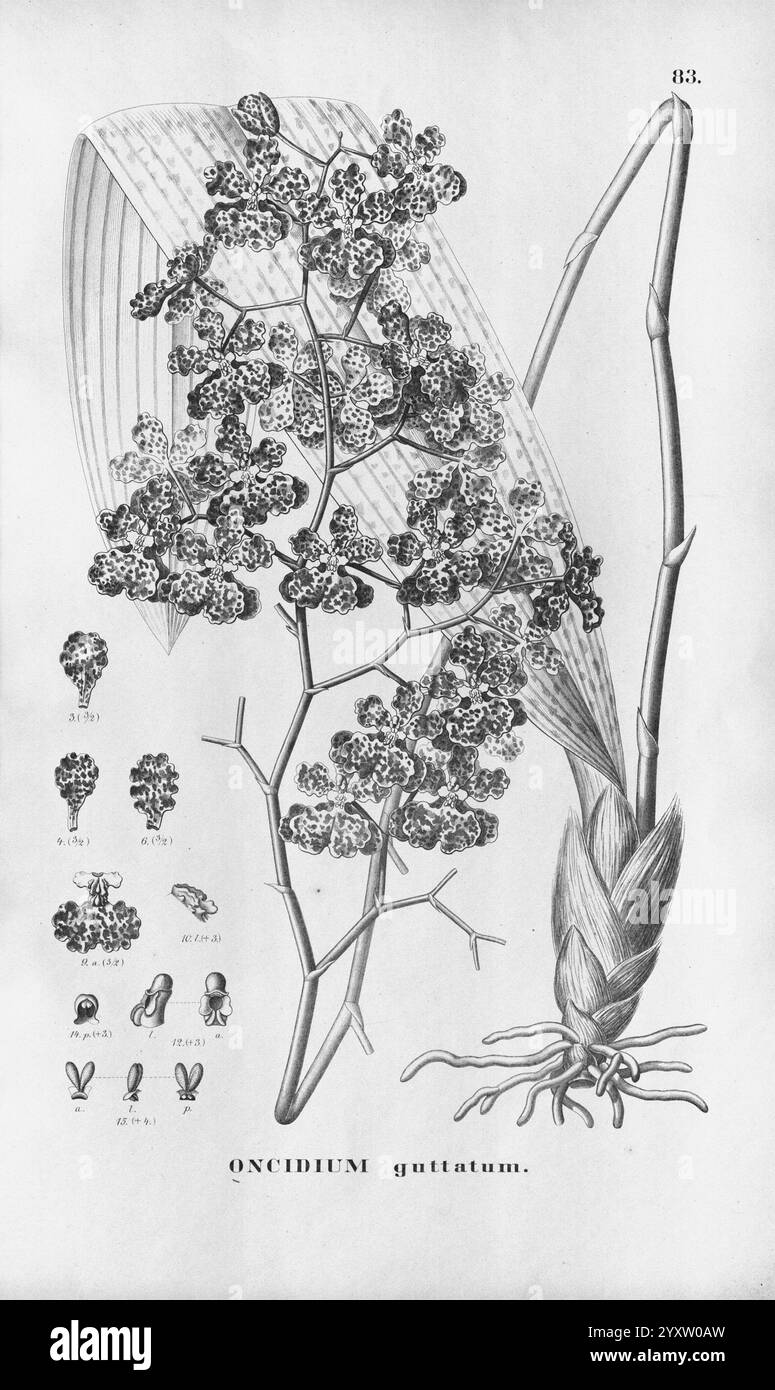 Flora brasiliensis, Enumeratio Plantarum in Brasilia Hactenus Detectarum, Monachii et Lipsiae [Munich et Leipzig], R. Oldenbourg, 1840-1906, Brésil, Allemagne, gravure, botanique, 1840, non coloré, botanistes, Pictorial Works, Graphic Media., l'illustration présente le quattuor Oncidium, un type d'orchidée, mettant en évidence sa structure florale complexe et ses caractéristiques uniques. L'accent est mis sur une représentation détaillée de sa tige ramifiée ornée de grappes de petites fleurs à motifs, présentant une variété de formes et de tailles. Des dessins supplémentaires en bas fournissent des gros plans de la fleur et de l'an Banque D'Images